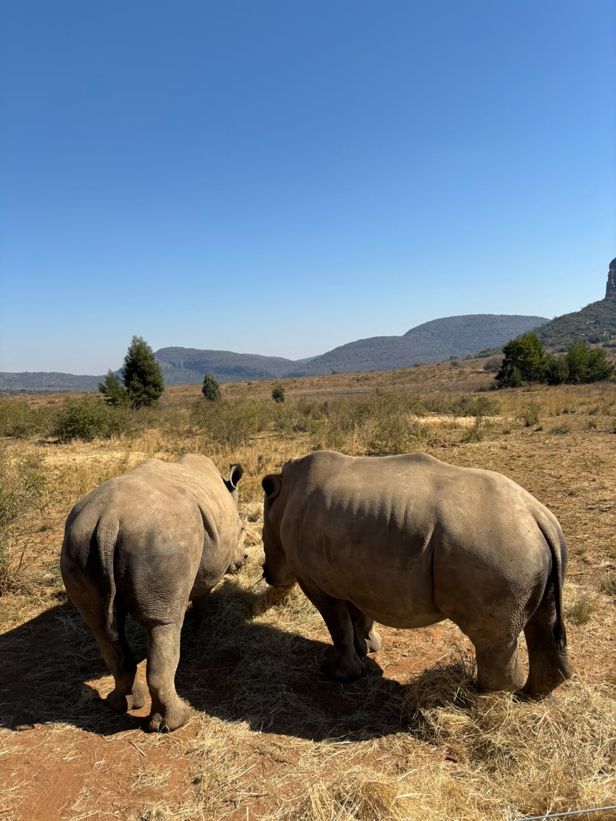 Rhinos feeding on supplementary food at Golola - Hanna Wenngren