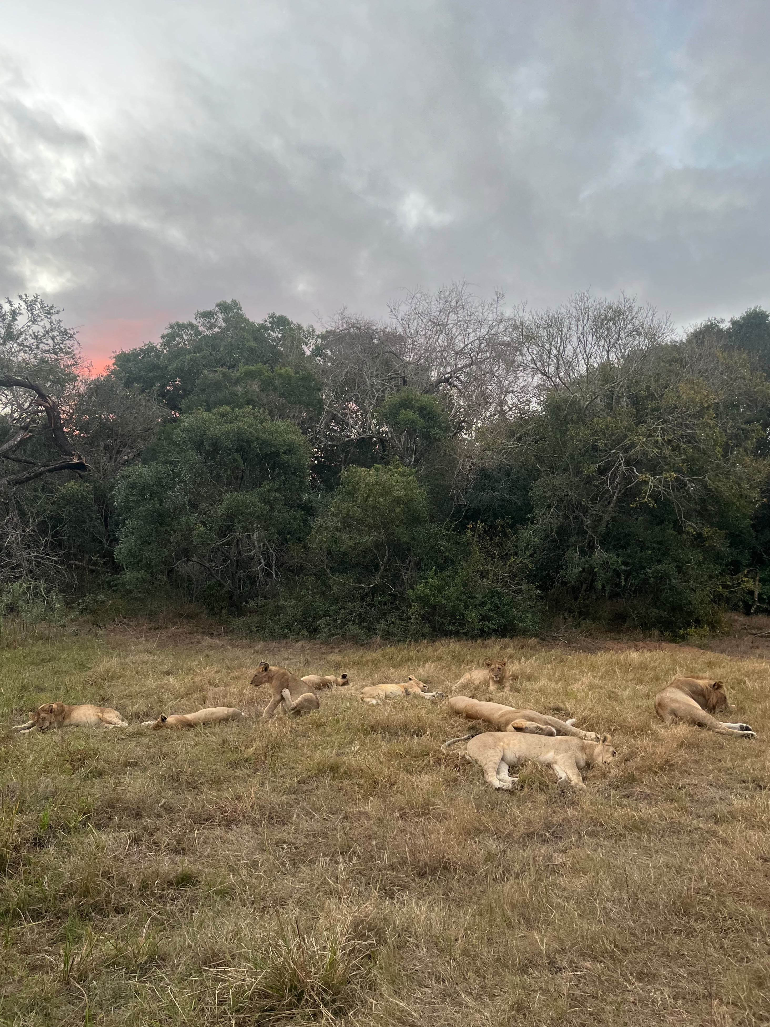 Group of lions lying down 