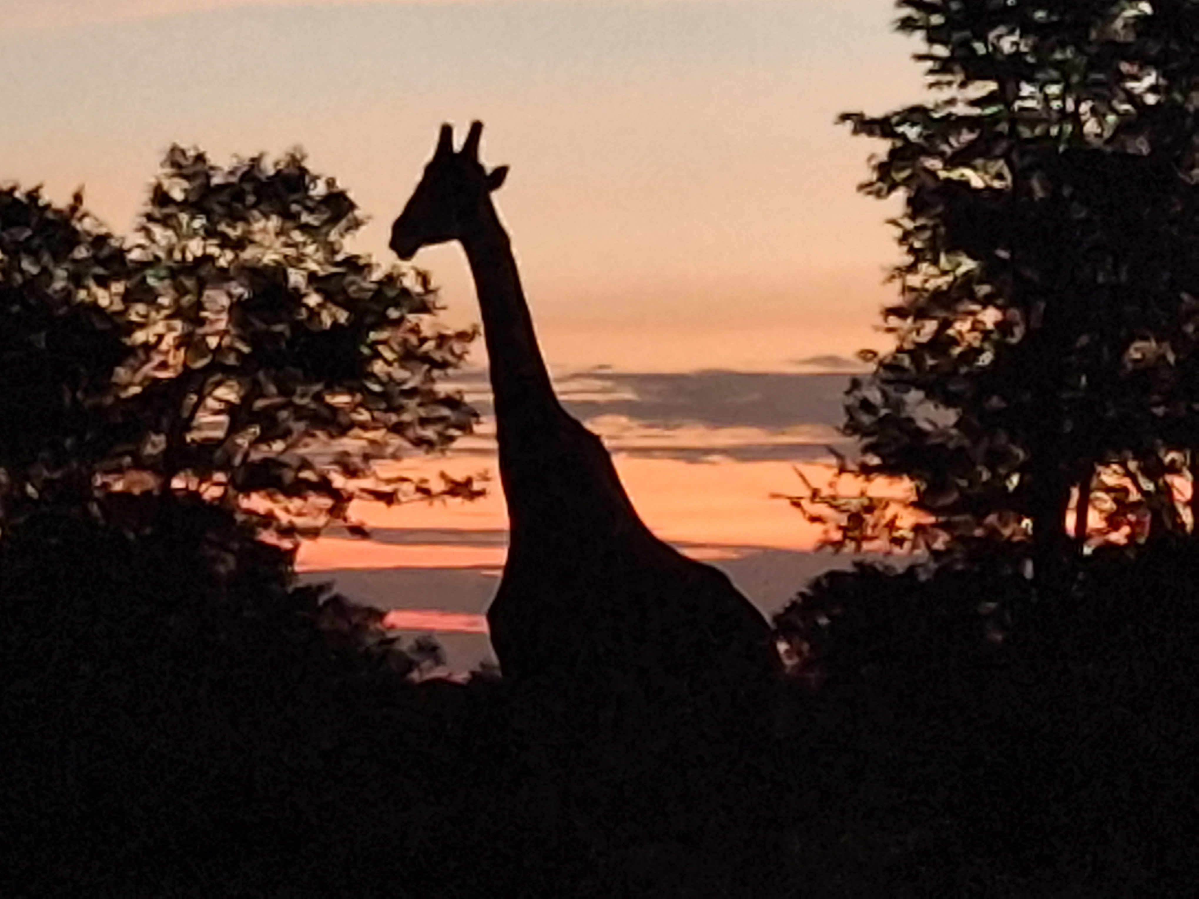 Silhouette of a Giraffe in the bush at sunset - Charles Pfeifer