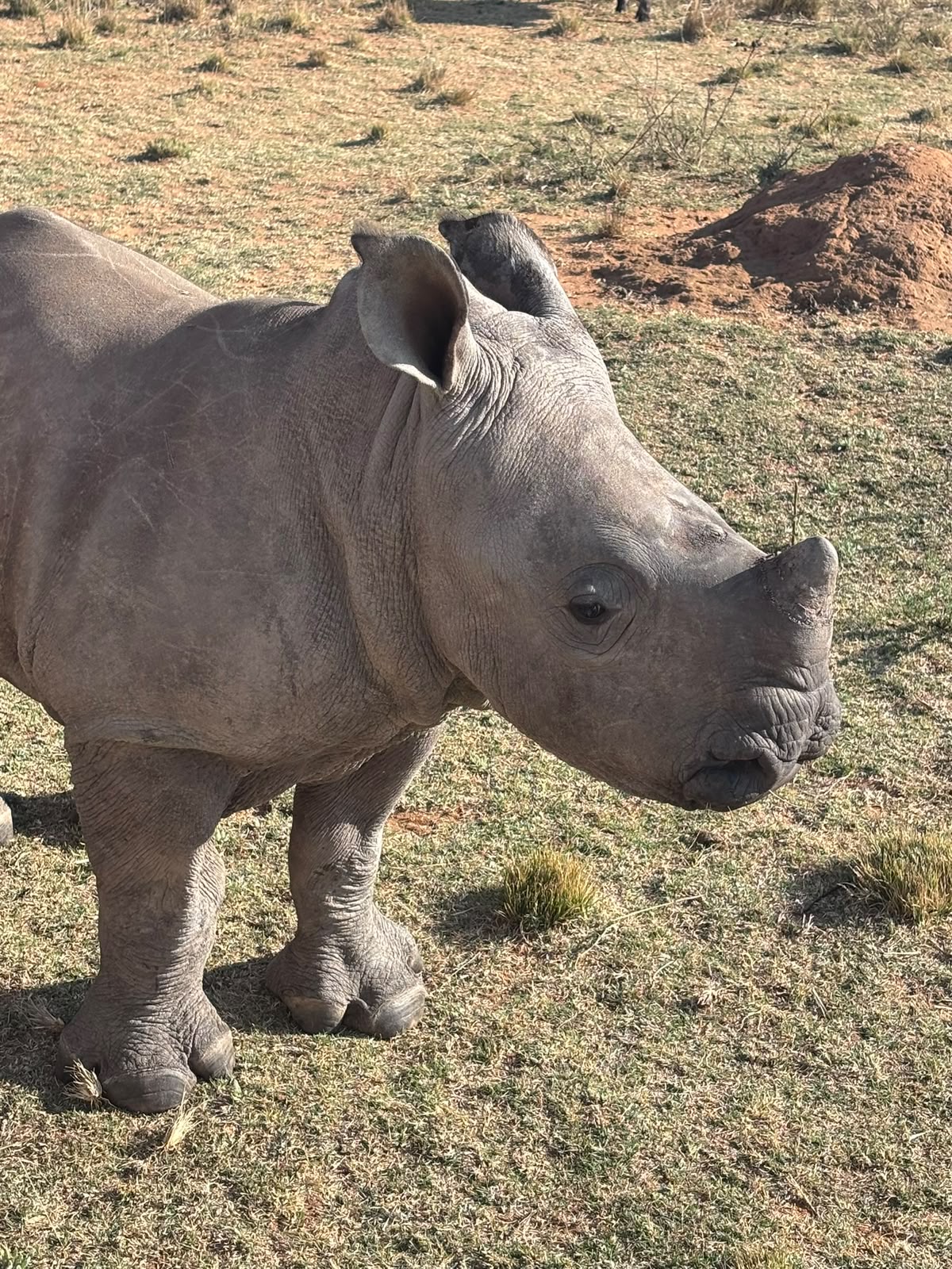 Closeup of a baby rhino on the Golola Rhino Orphanage project - Casey Sims