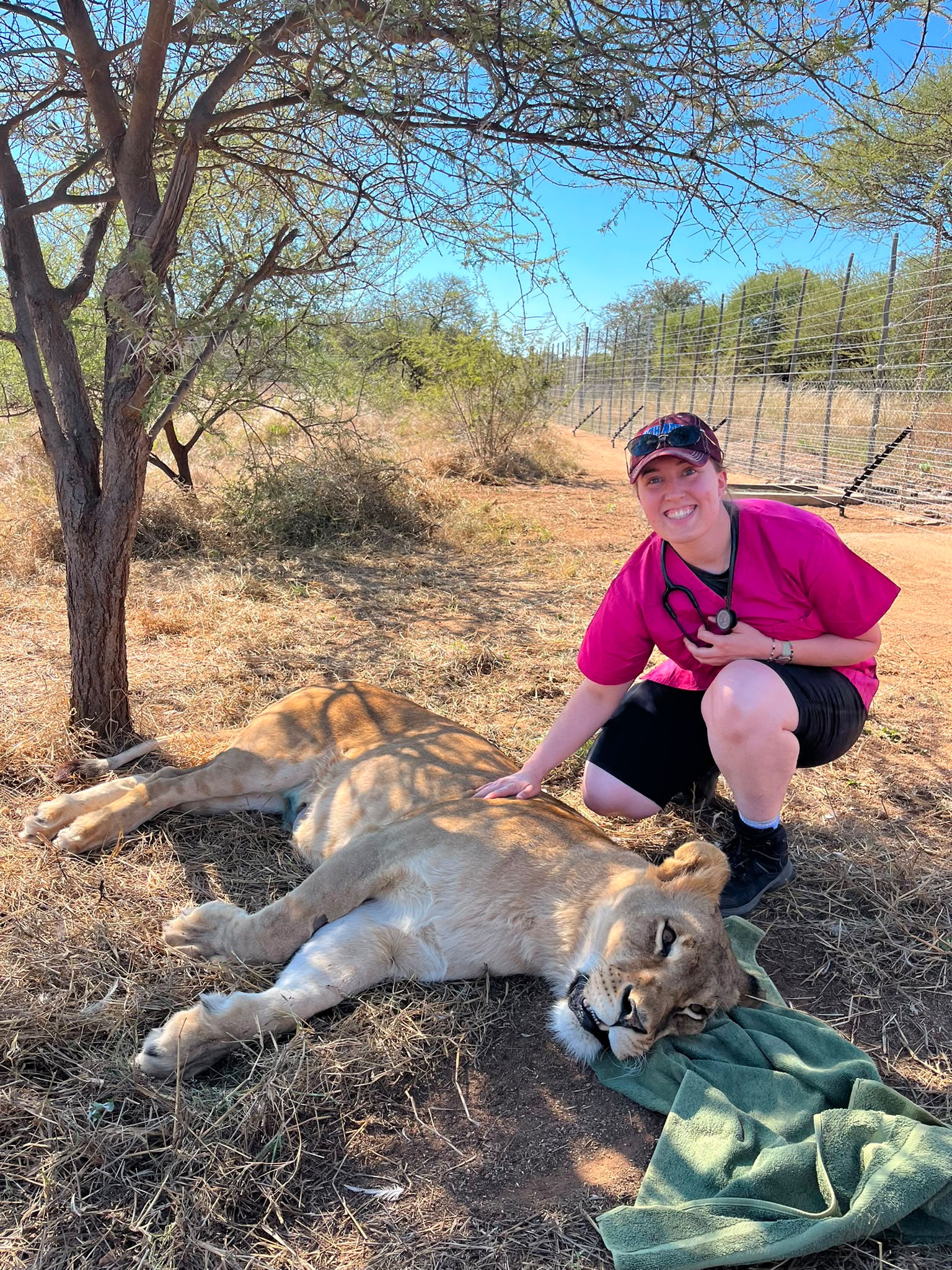 Lion Sedated