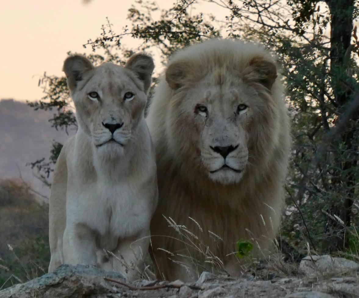 Christine Kay Davis - Lion and lioness together