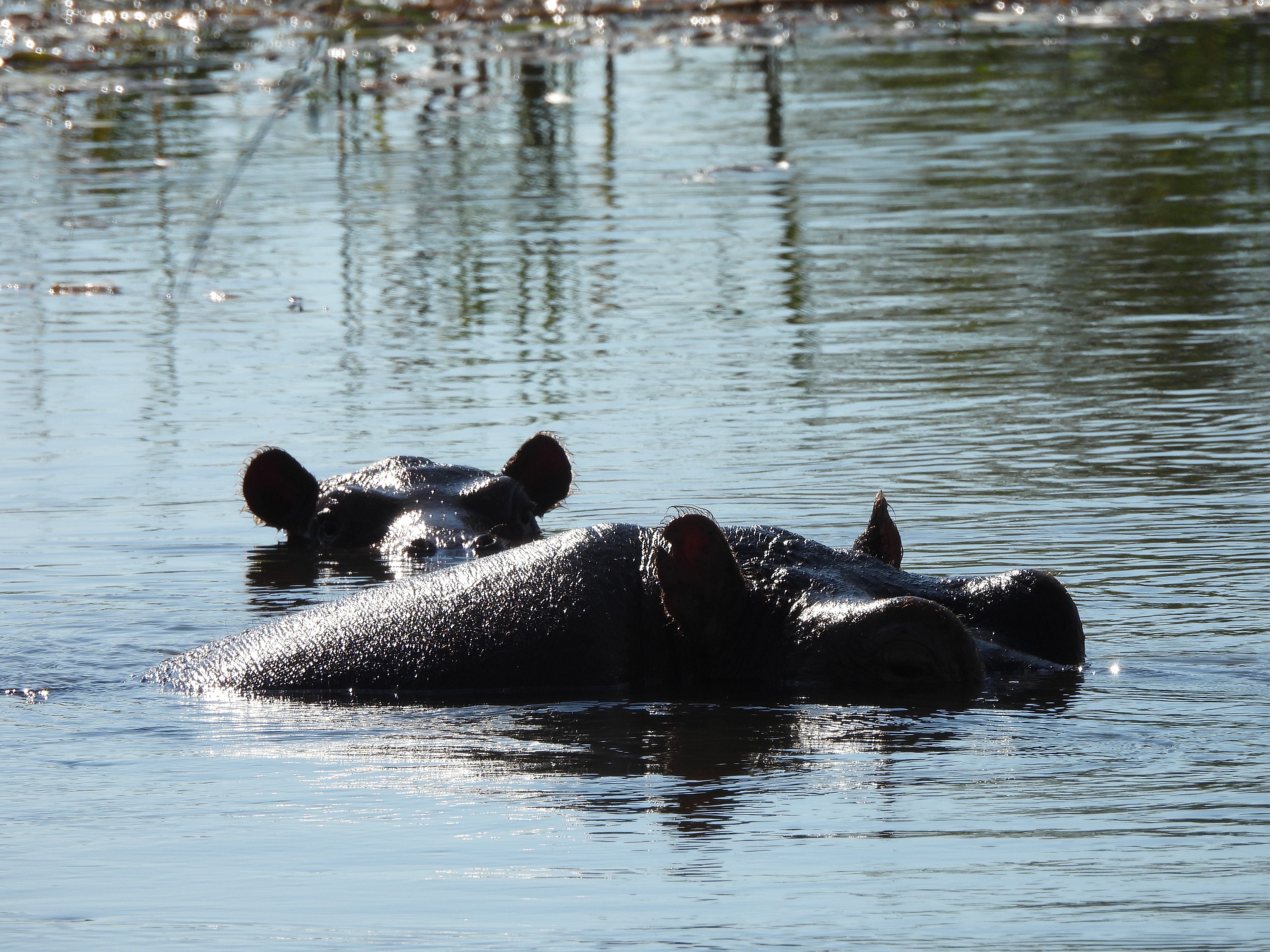 Hippos in the water on Okavango Wilderness Project - Charles Pfeifer