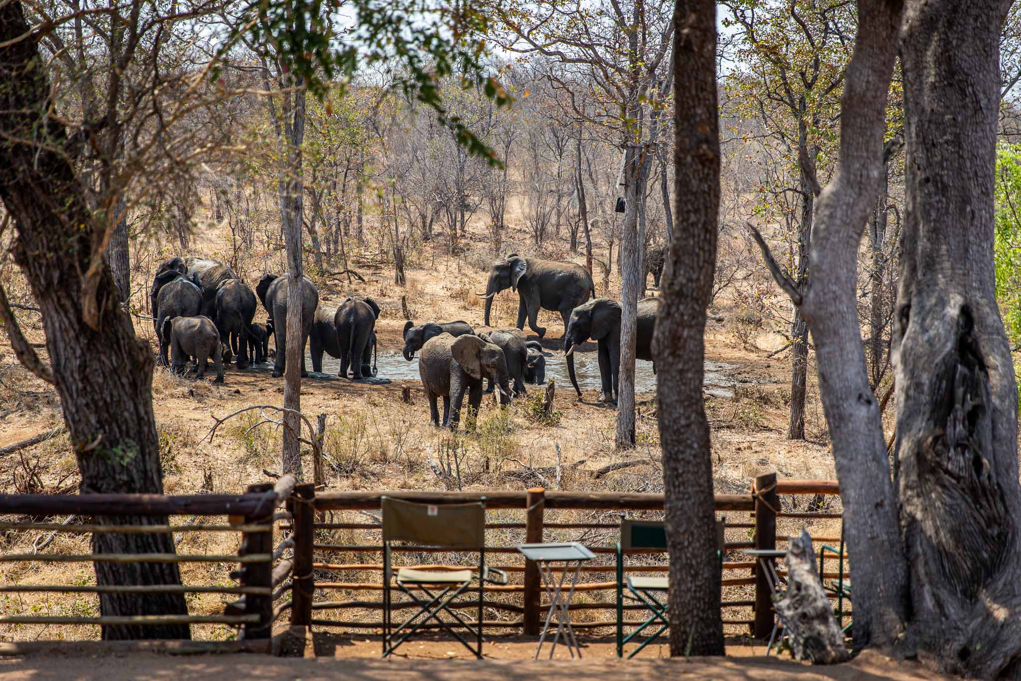 Umsele: elephants at the watering hole from the deck 