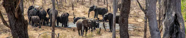 Umsele: elephants at the watering hole from the deck