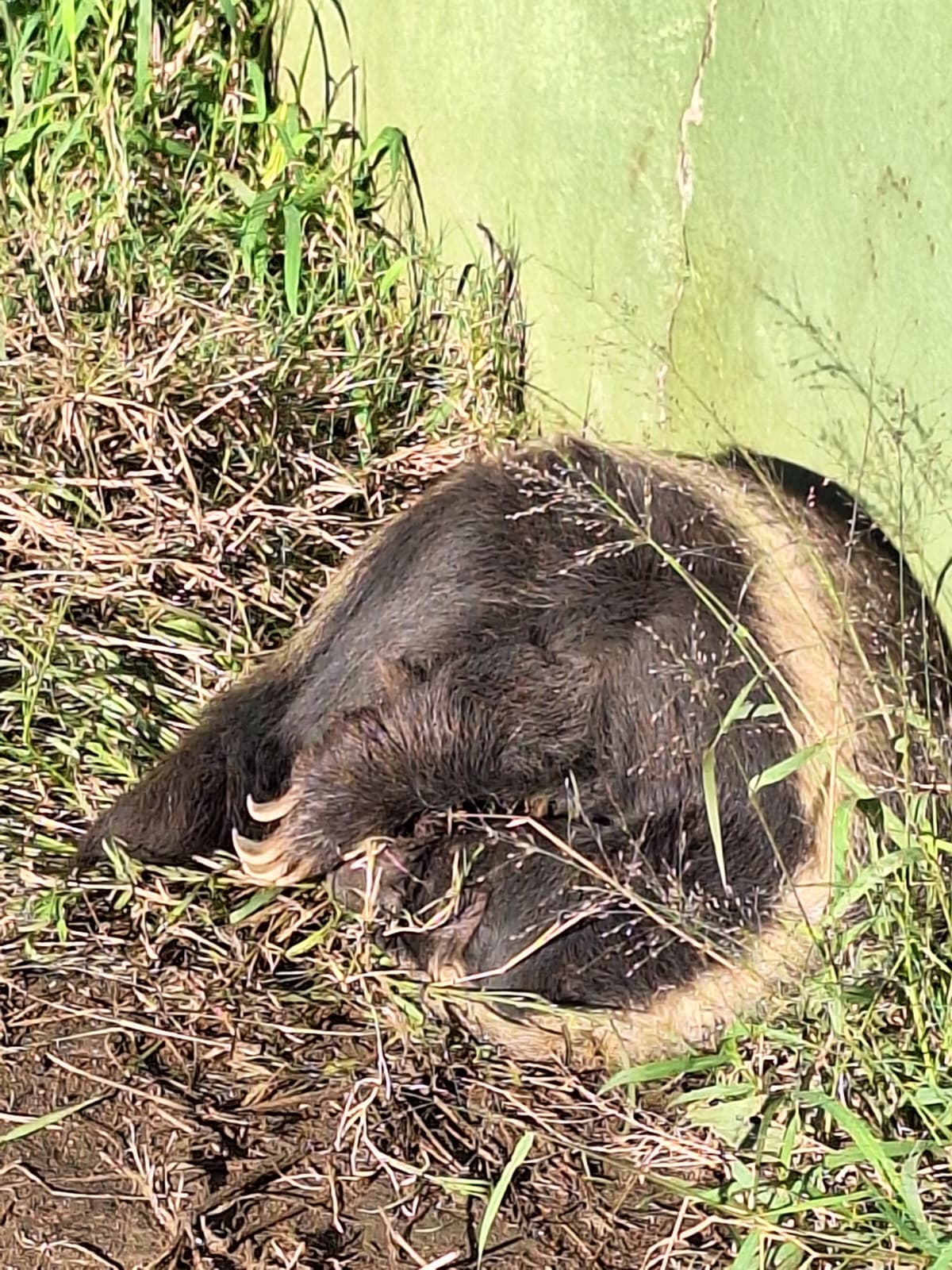 Honey Badger Curled Up