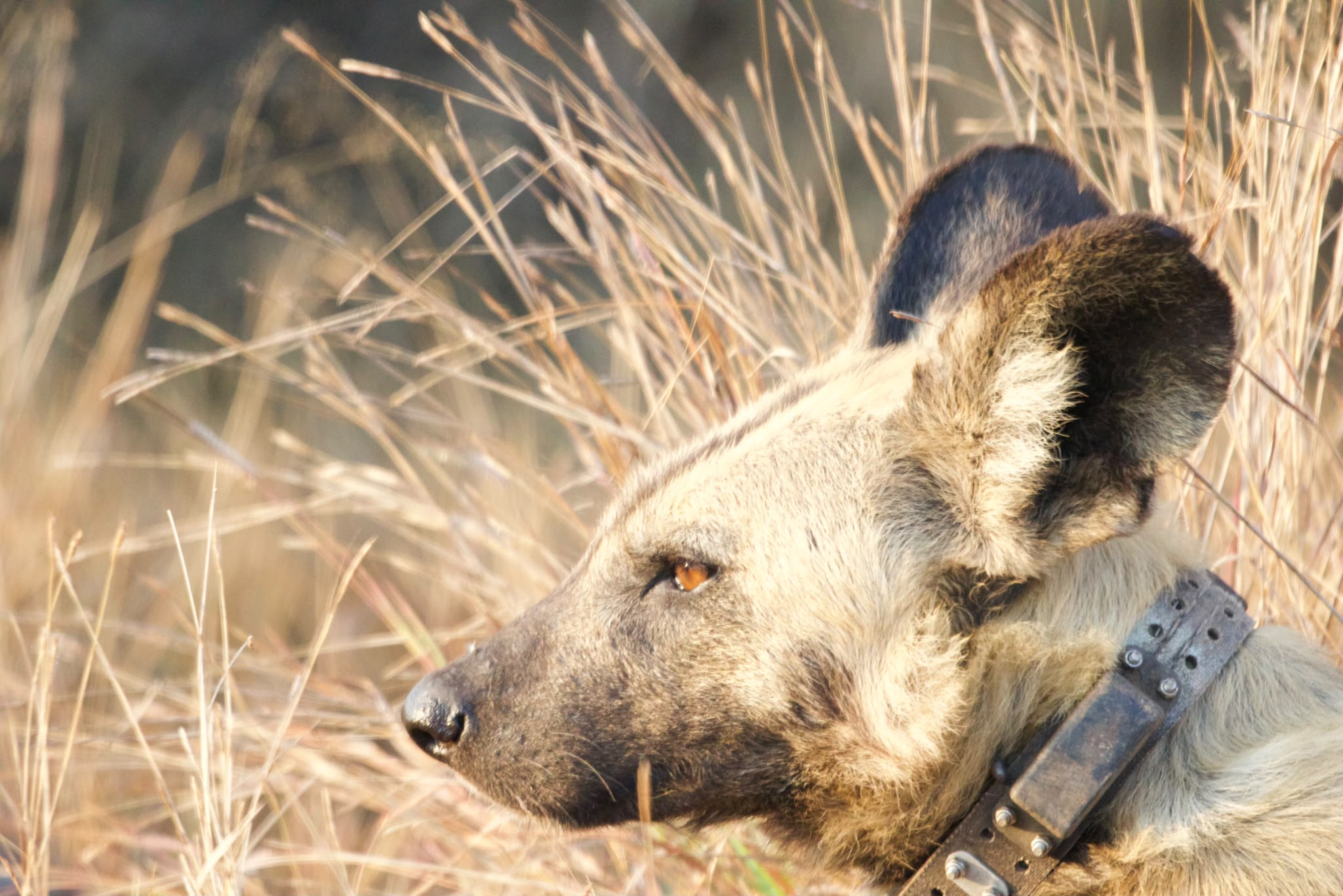 Closeup of wild dog in the bush - Shaan Purohit
