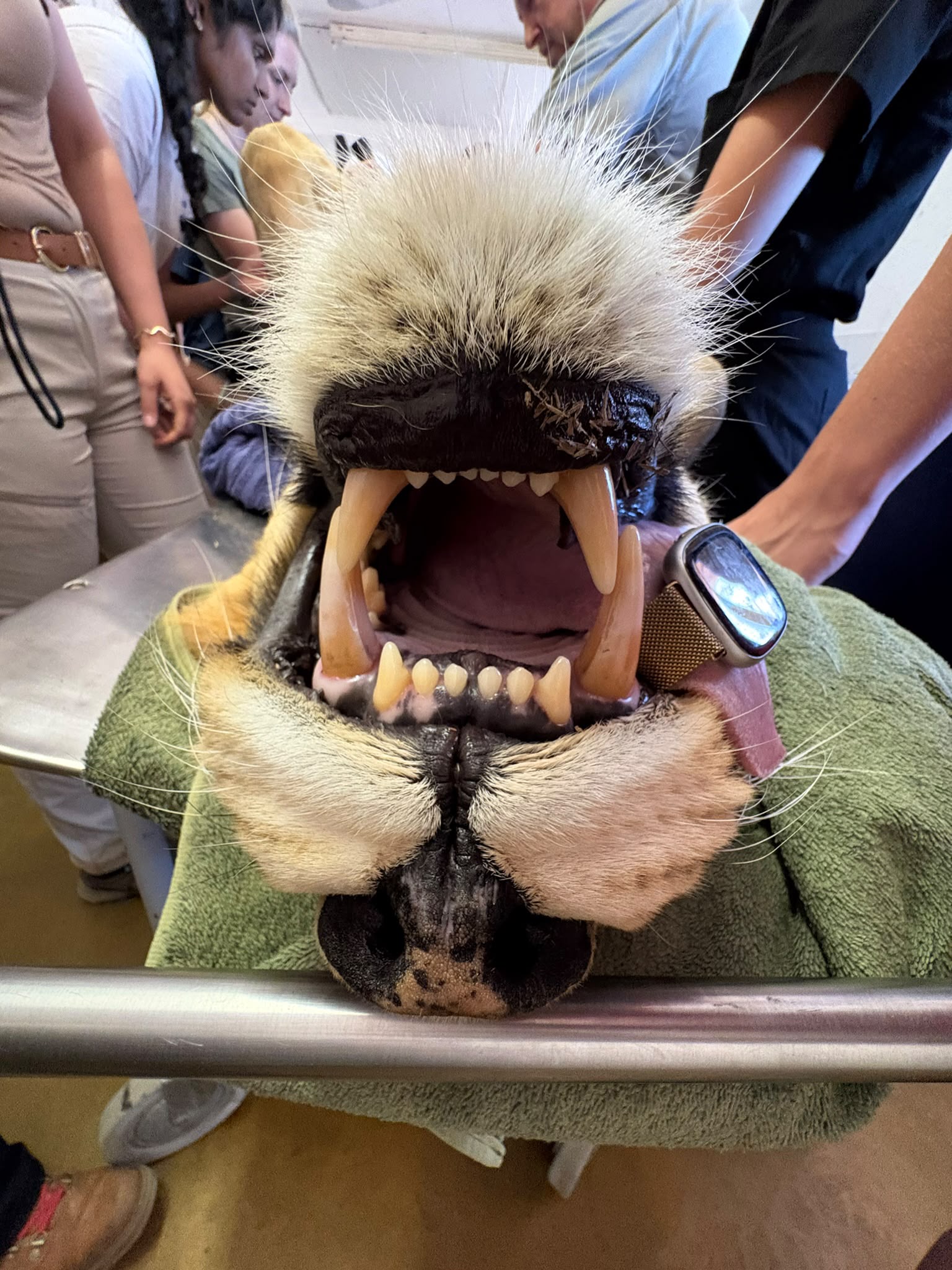 Veterinary Expedition Lion 