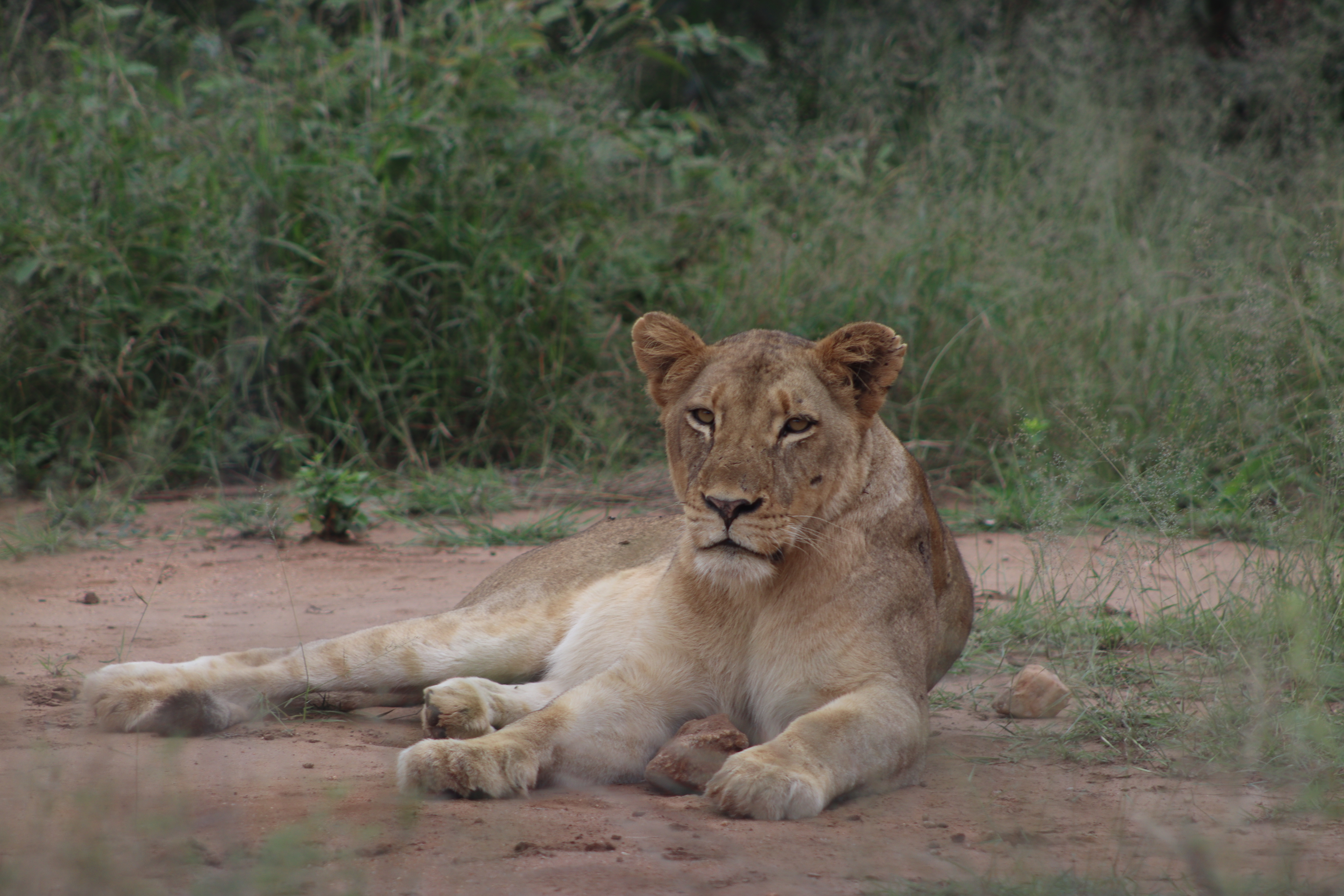 Lion closeup

