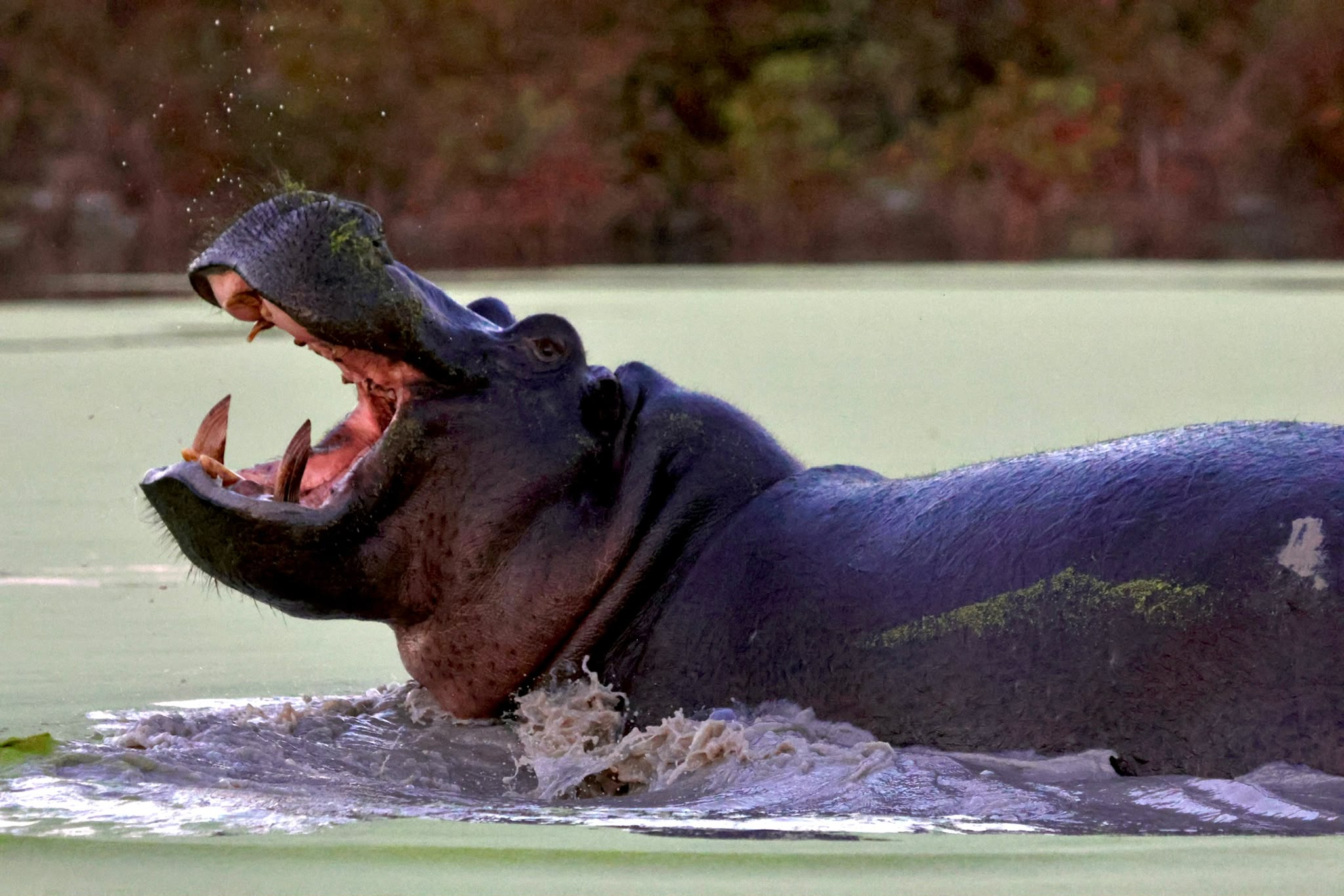 Giulia Polvara - Hippo in the water on the Okavango project