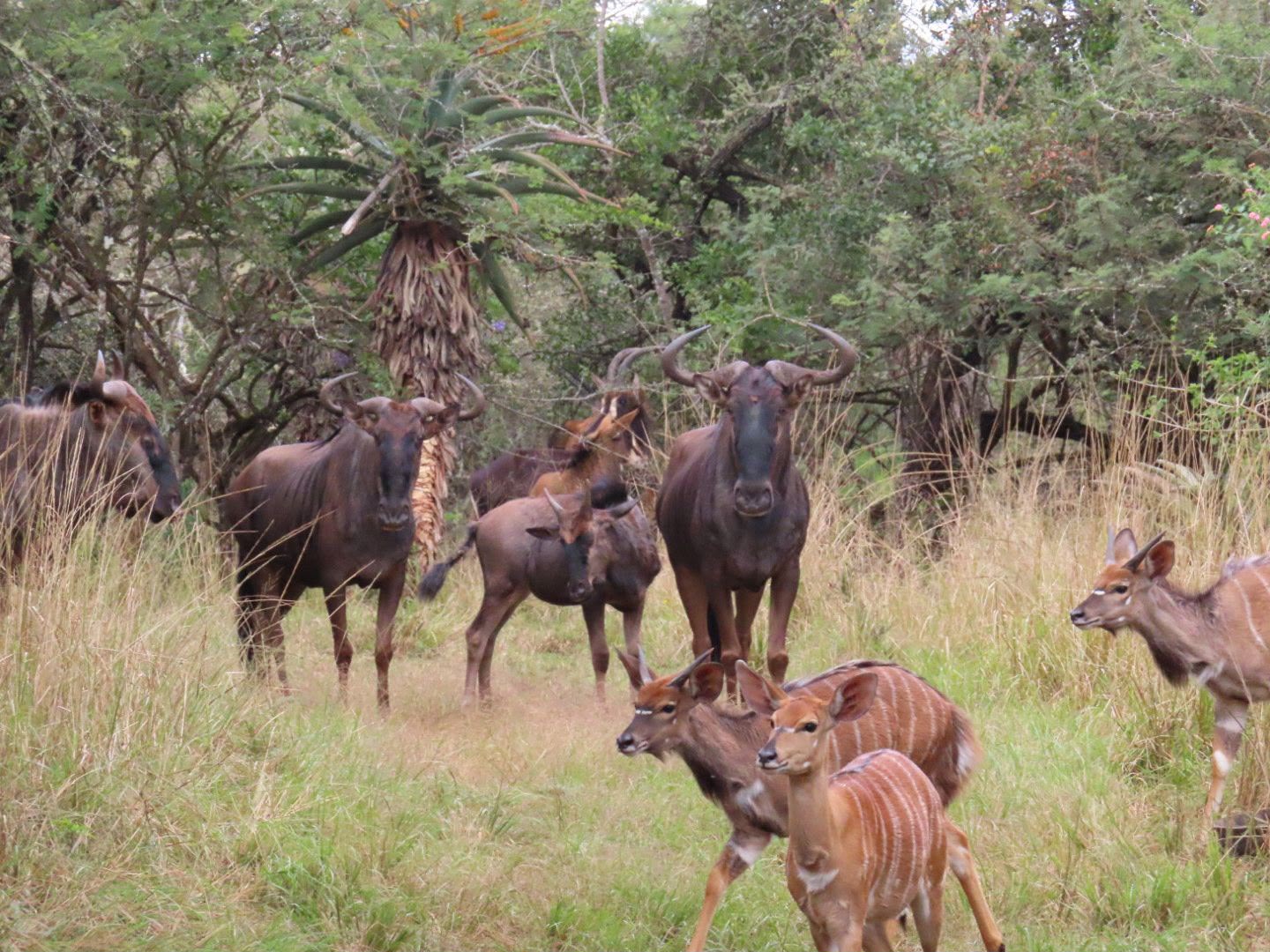 Veterinary Blouberg Antelope