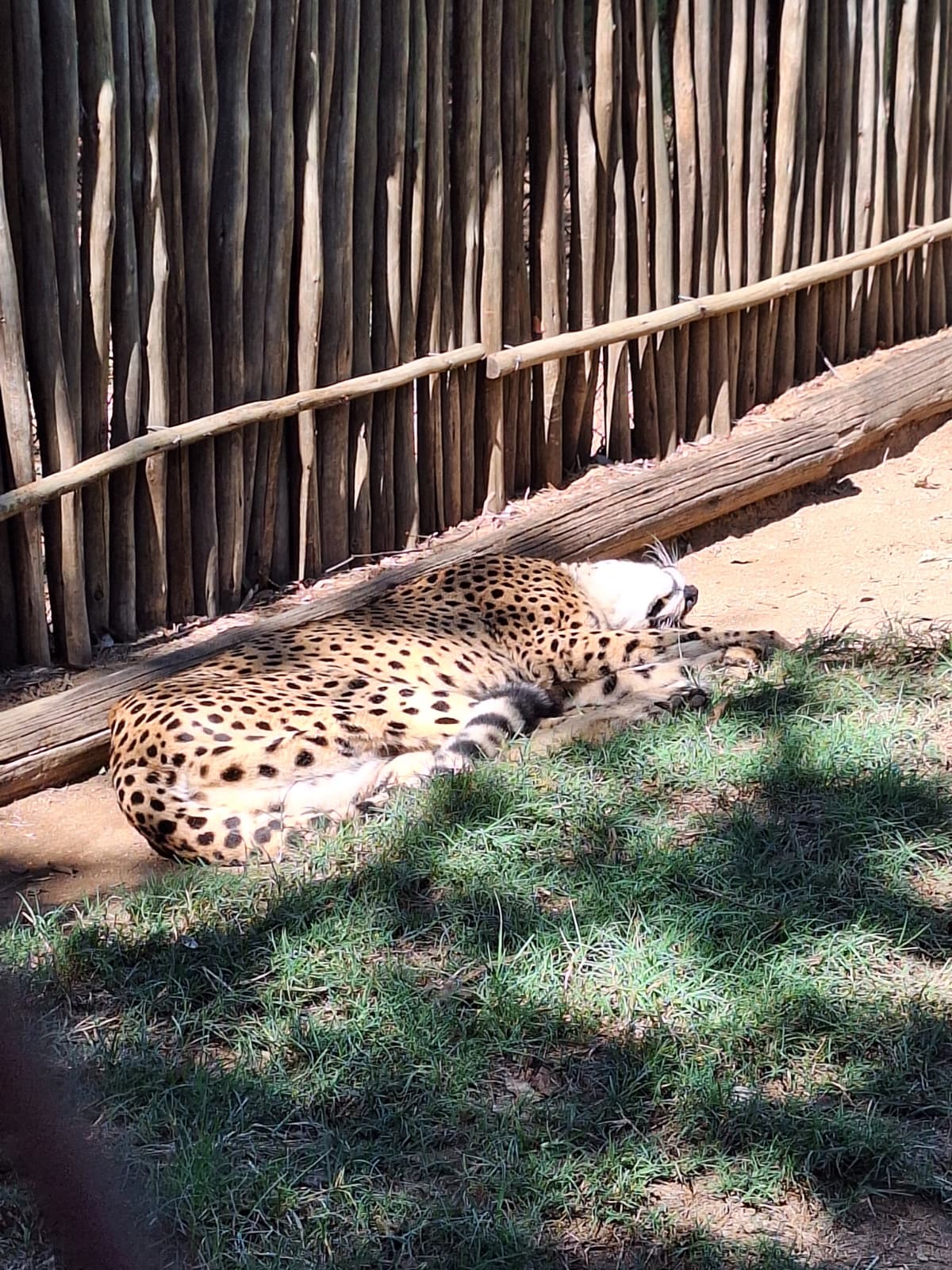Serval lying down