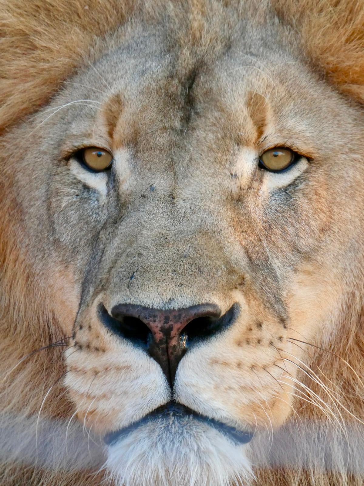 Christine Kay Davis - Closeup of a lion