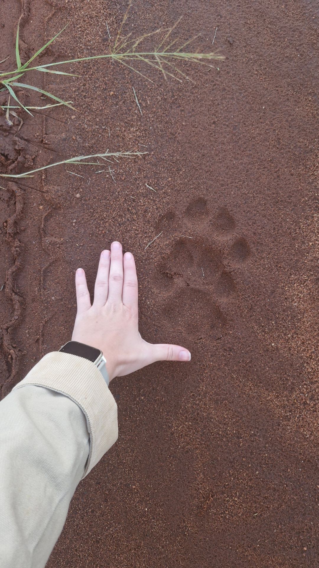 Footprint found in the mud