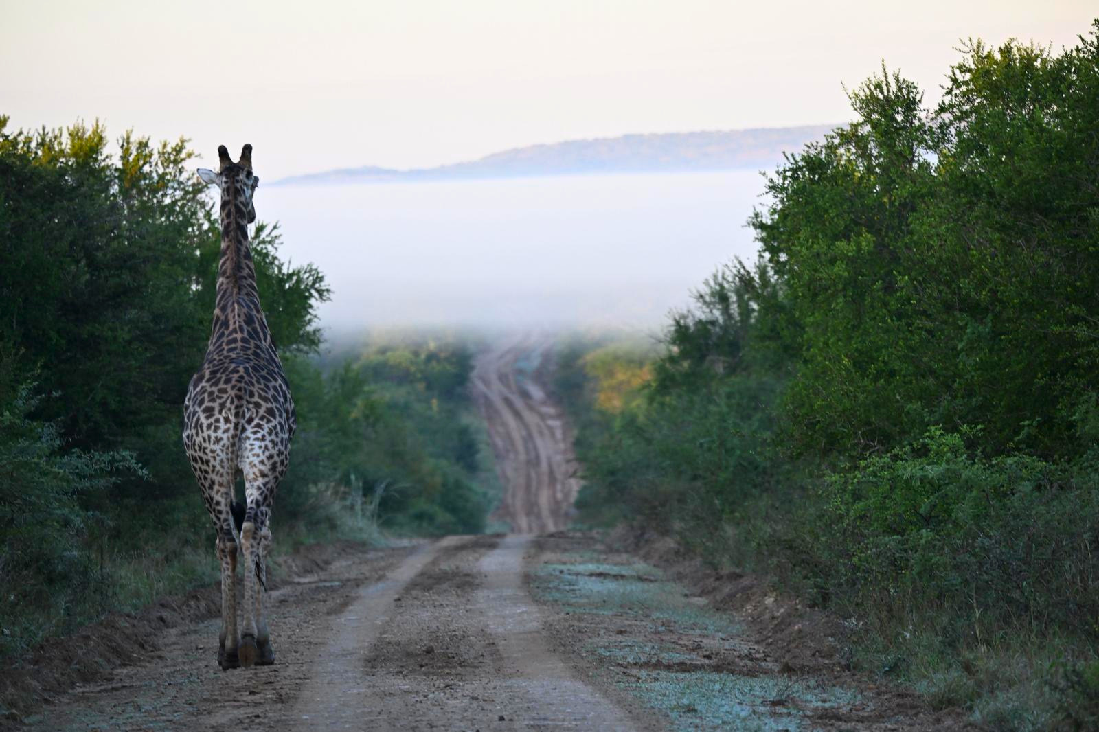 Vittoria Trainer - Landscape photo of a giraffe on a research project