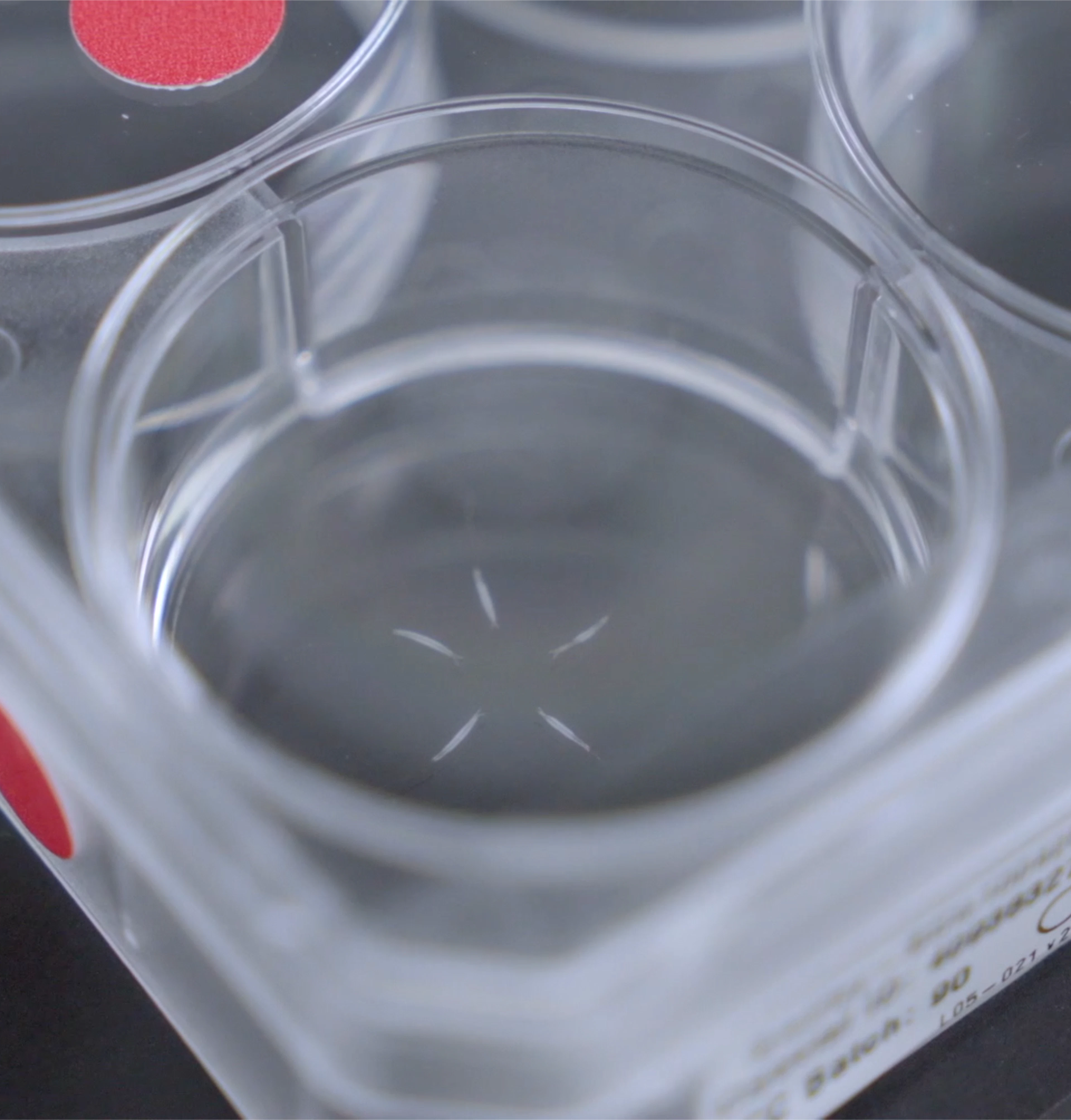 A clear plastic container containing hair follicles for examination.