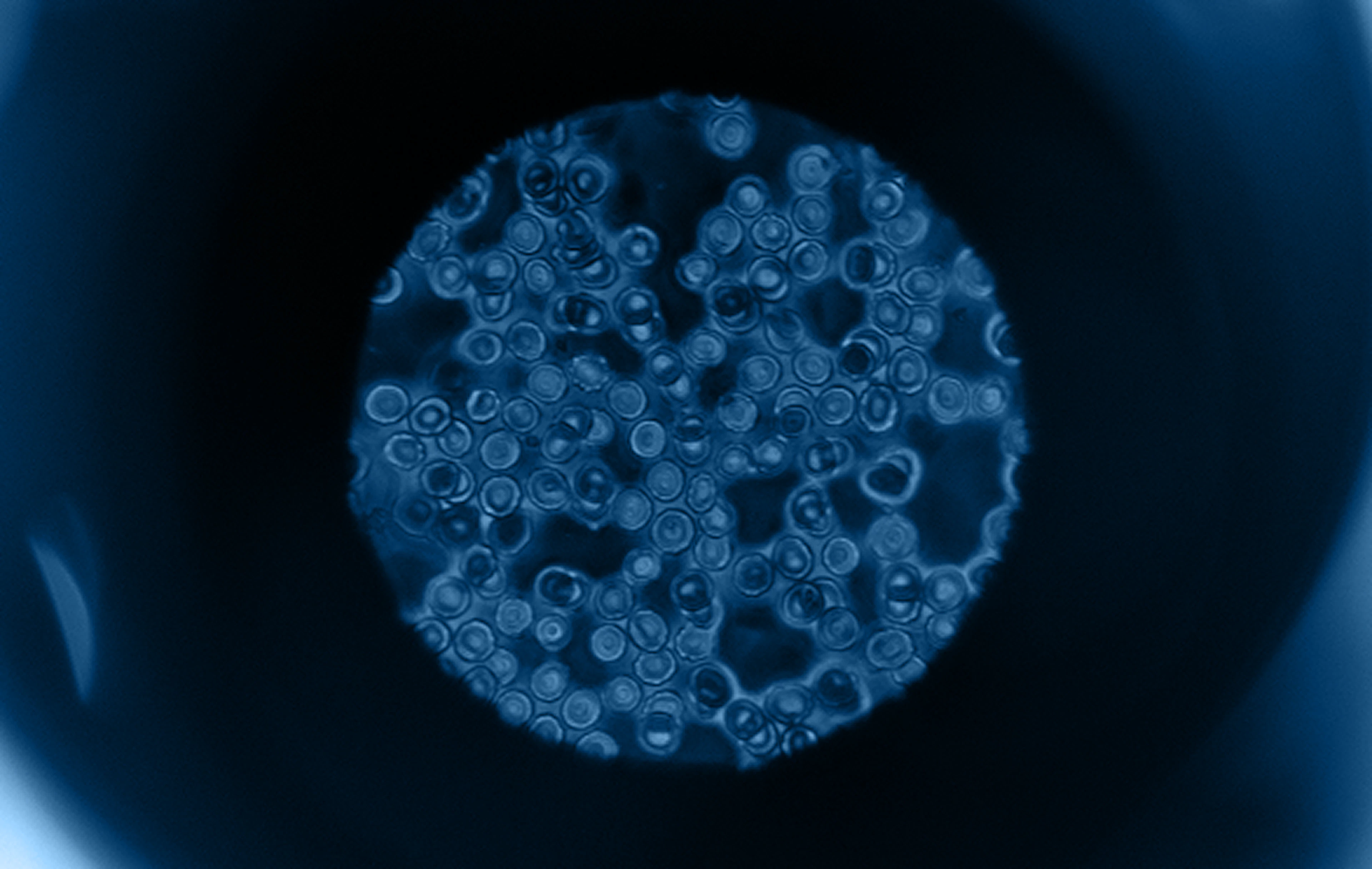 A microscopic view of cells showcasing the up close detail of each cell.