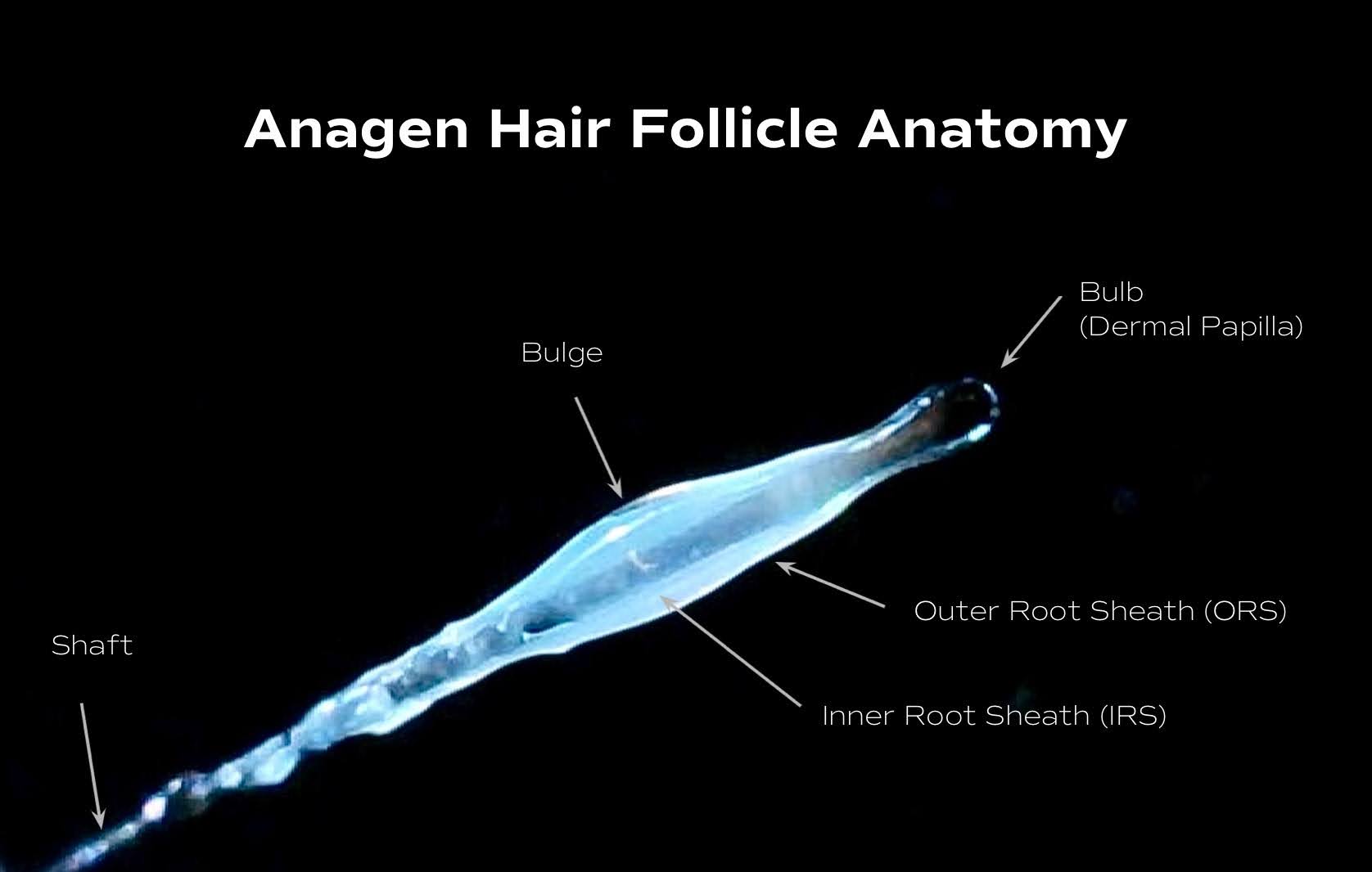 Hair follicle anatomy diagram