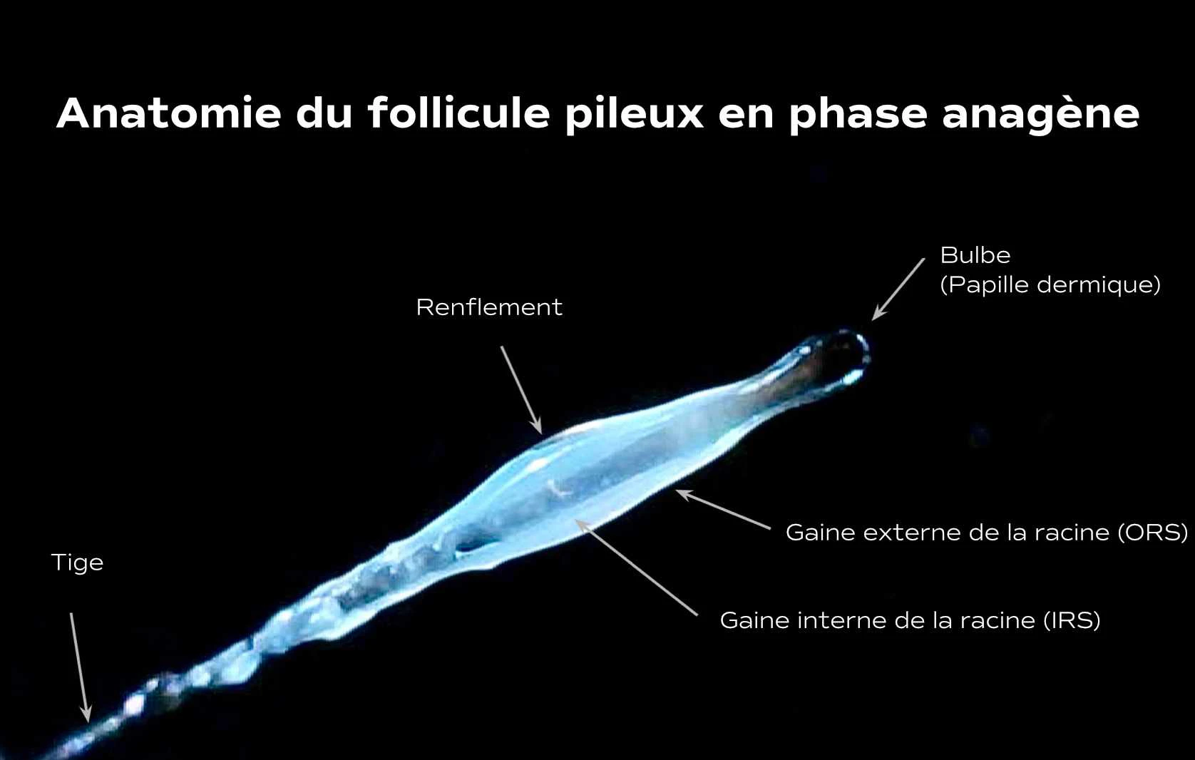 French hair follicle anatomy diagram
