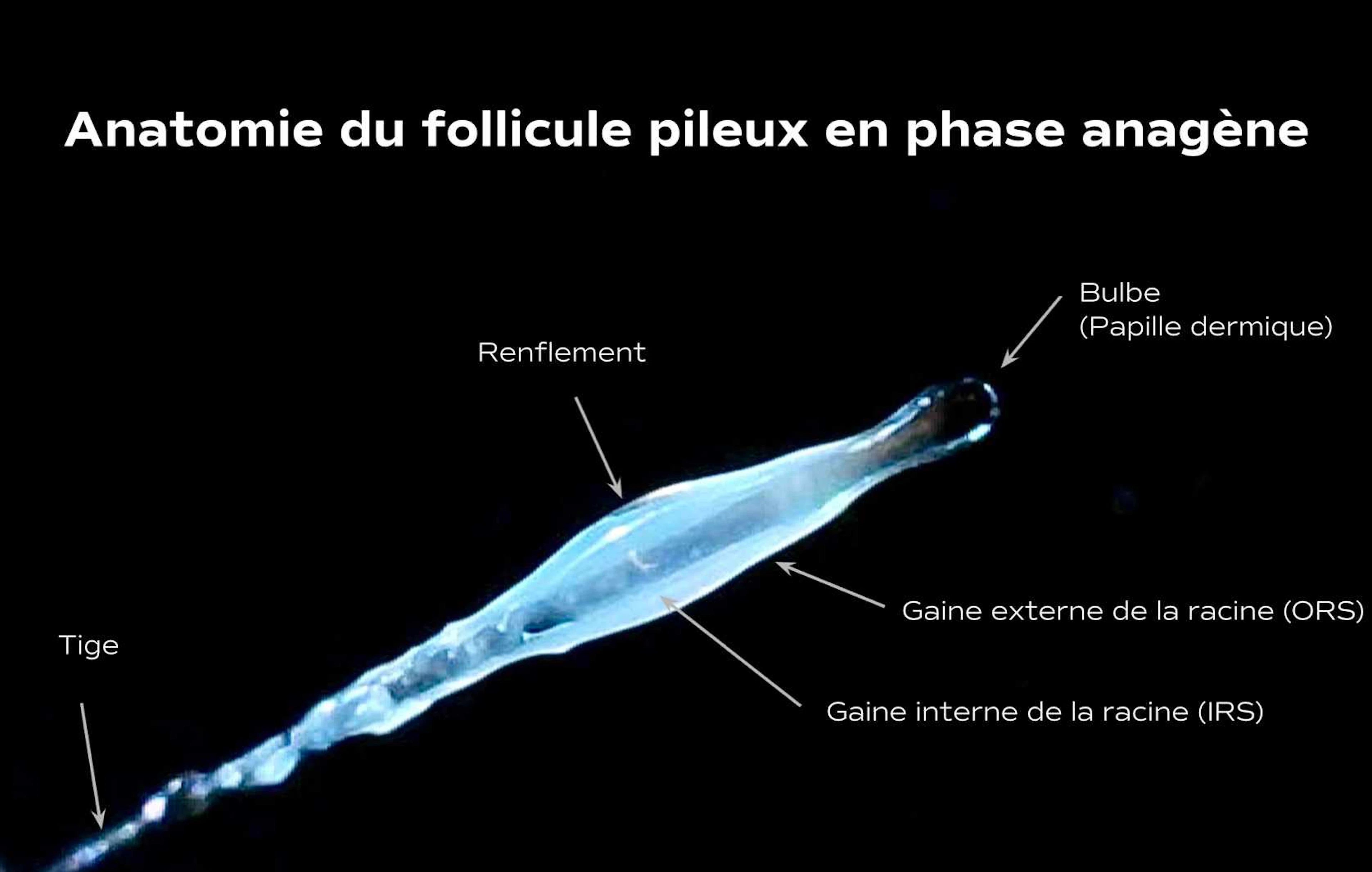 French hair follicle anatomy diagram