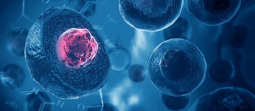 Detailed illustration of stem cell structure, showcasing cellular components and their potential for research applications.