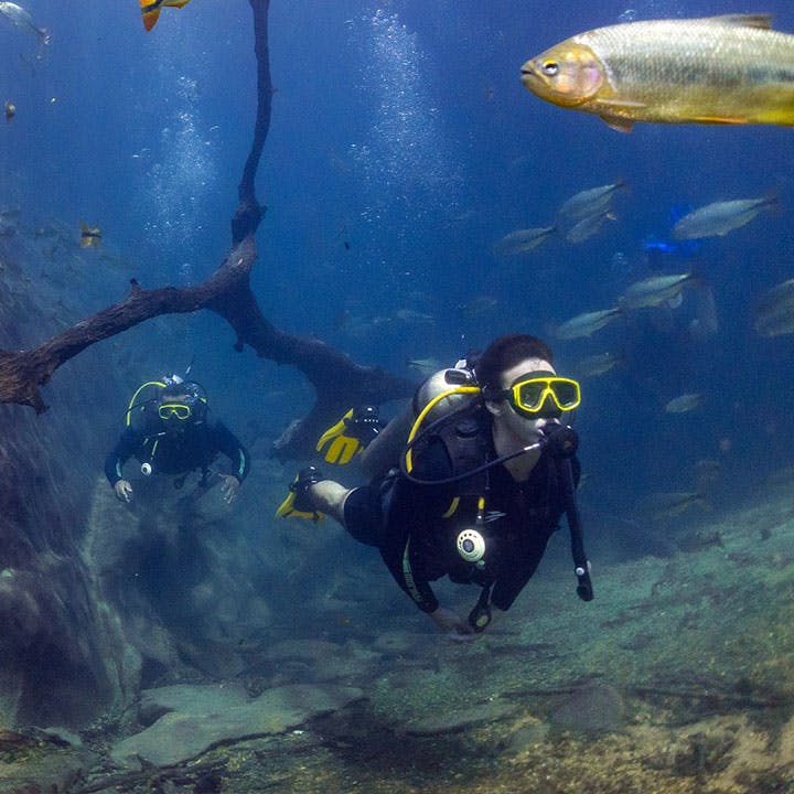 pessoas realizando mergulho em meio aos peixes