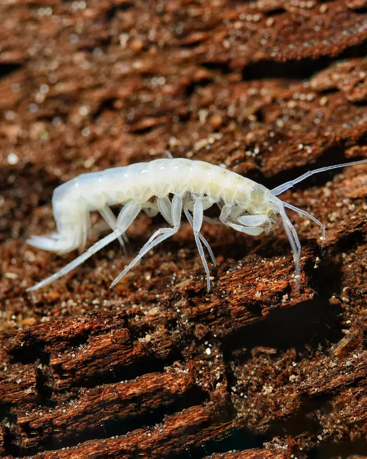Imagem de um camarão albino pré-histórico de água doce, descoberto na Gruta do Lago Azul