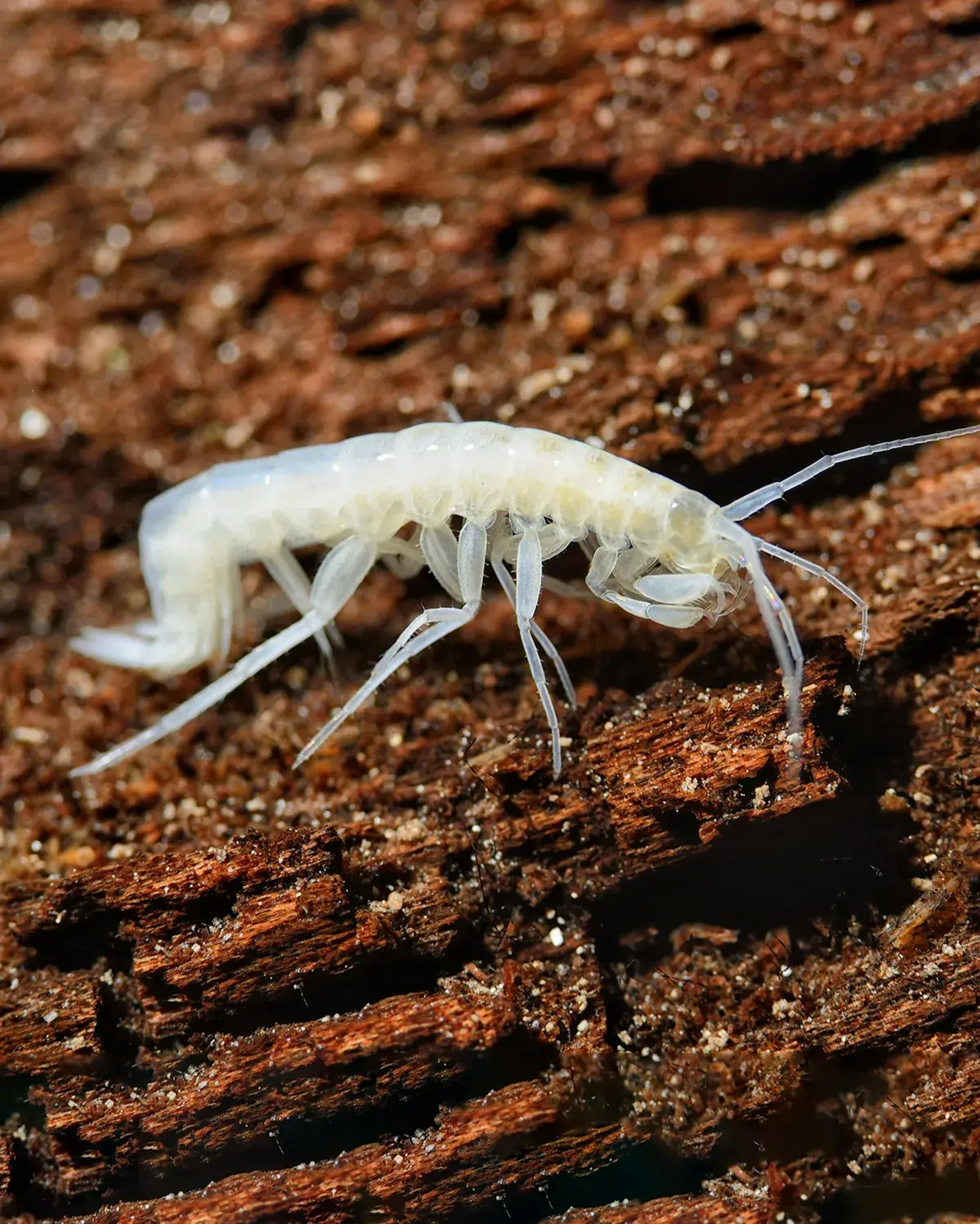 Imagem de um camarão albino pré-histórico de água doce, descoberto na Gruta do Lago Azul