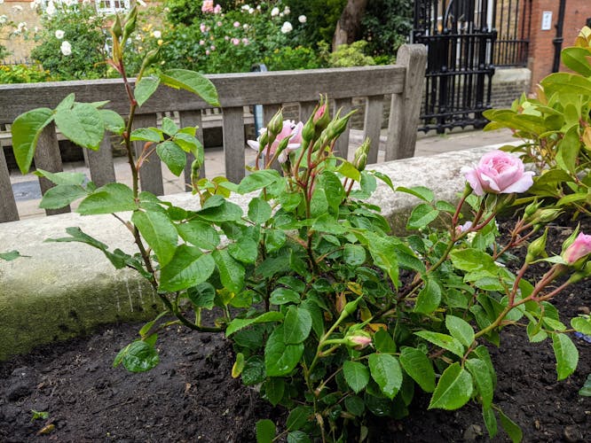 A small rose bush with a few pink rose flowers and many green buds