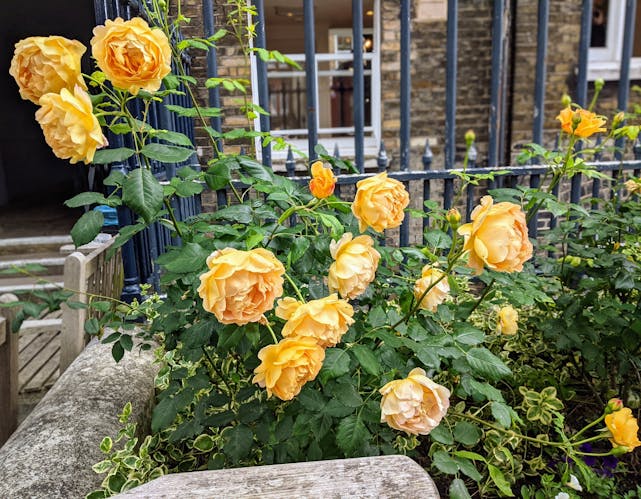 A rose bush with large golden roses in bloom