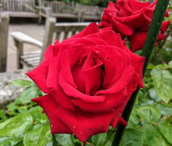 A red rose.