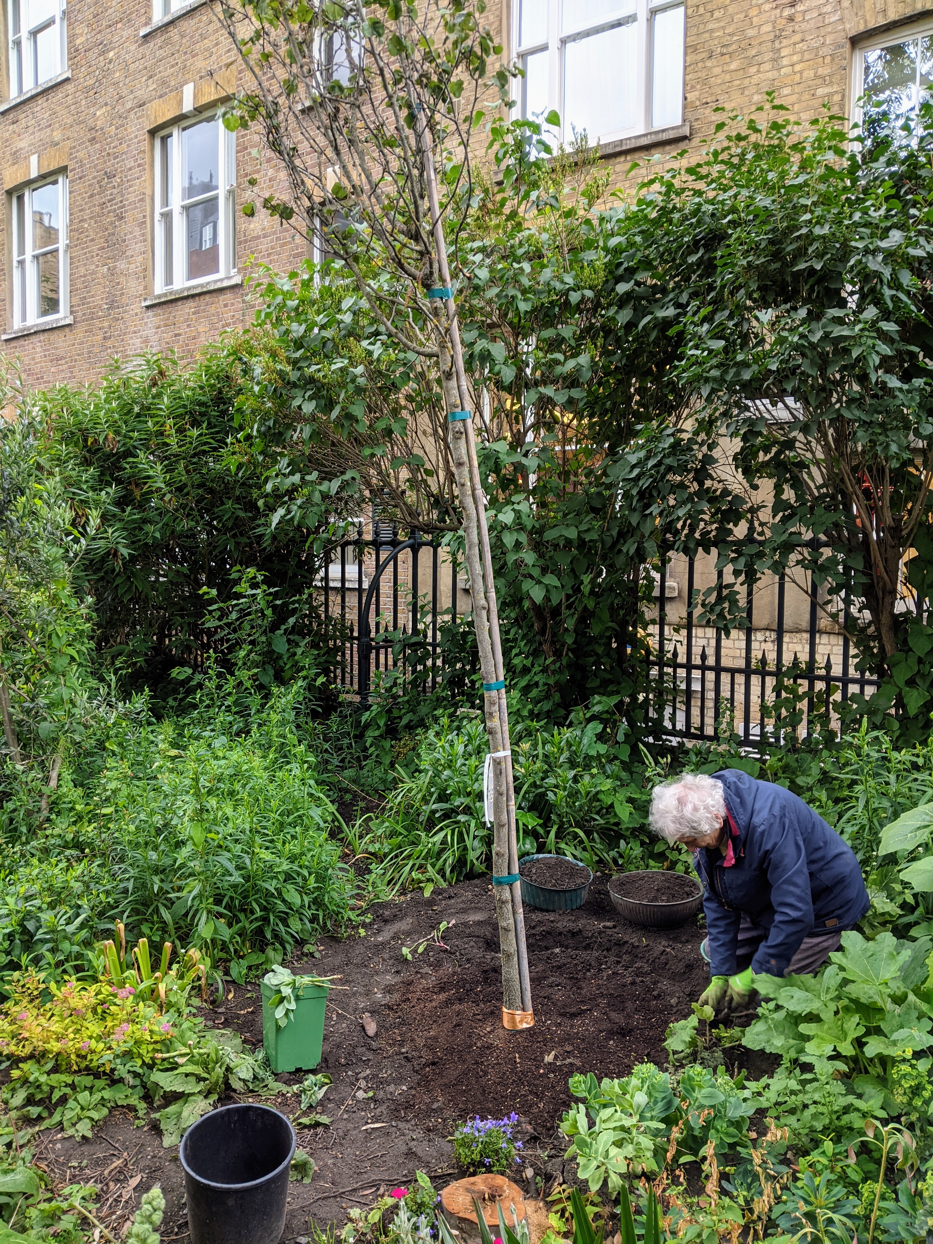 A woman in an anorak crouched beside a newly planted tree