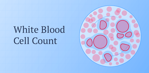 White Blood Count (WBC): How to Read the Test Results | Ada