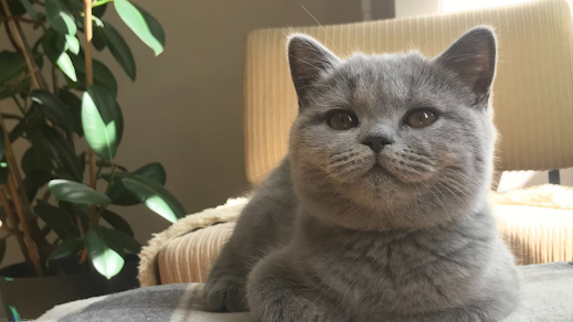 Albertine, Celia’s cute feline friend