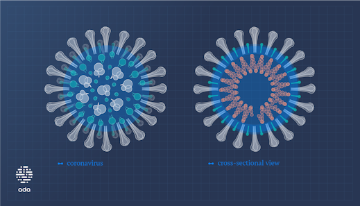 Image shows an illustration of how the coronavirus appears under the microscope.