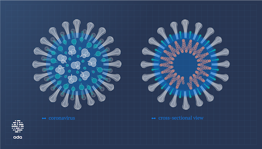 Coronavirus Querschnitt