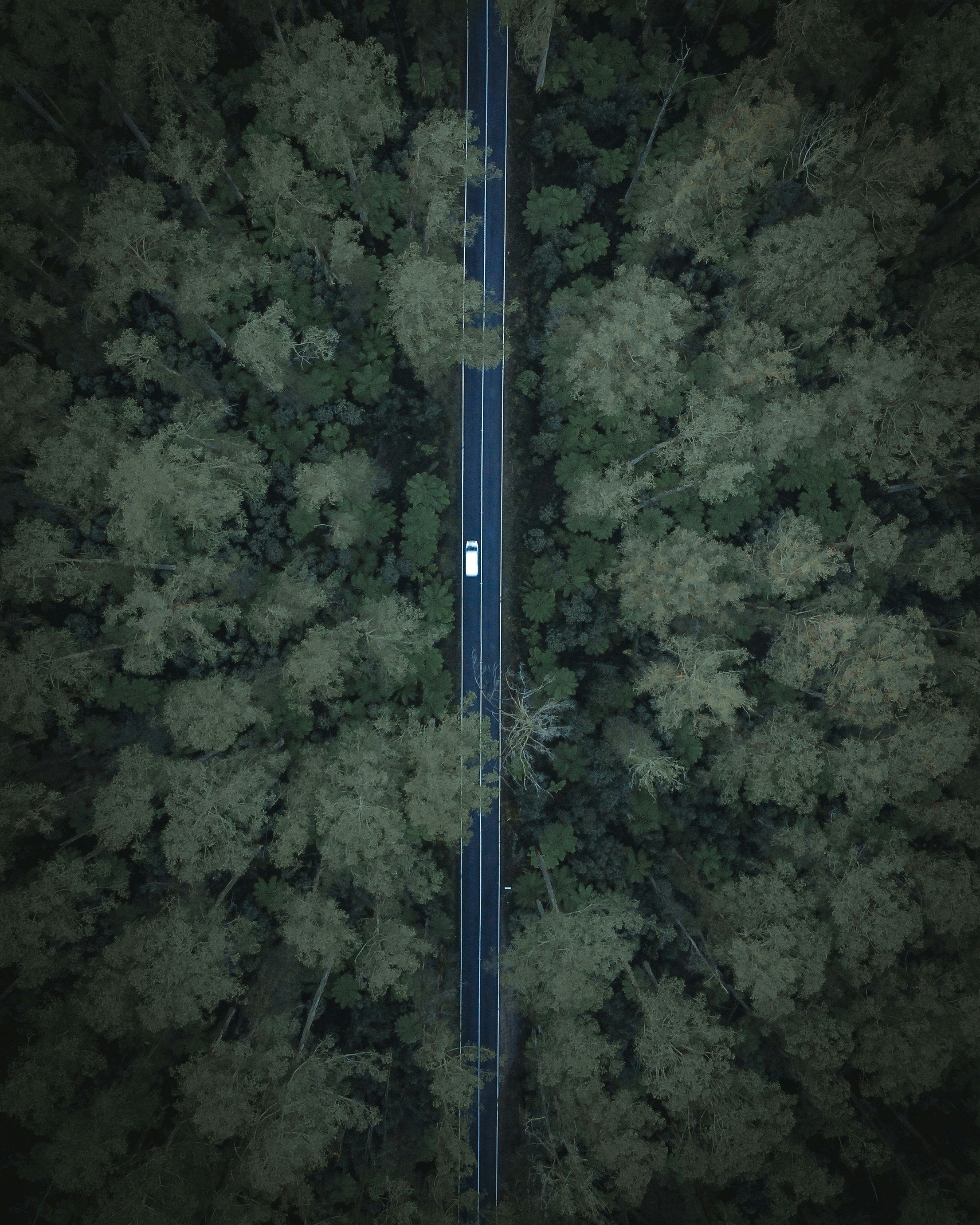 Aerial view of a truck driving along a forest road, symbolizing efficient logistics, streamlined transportation, and sustainable supply chain solutions.