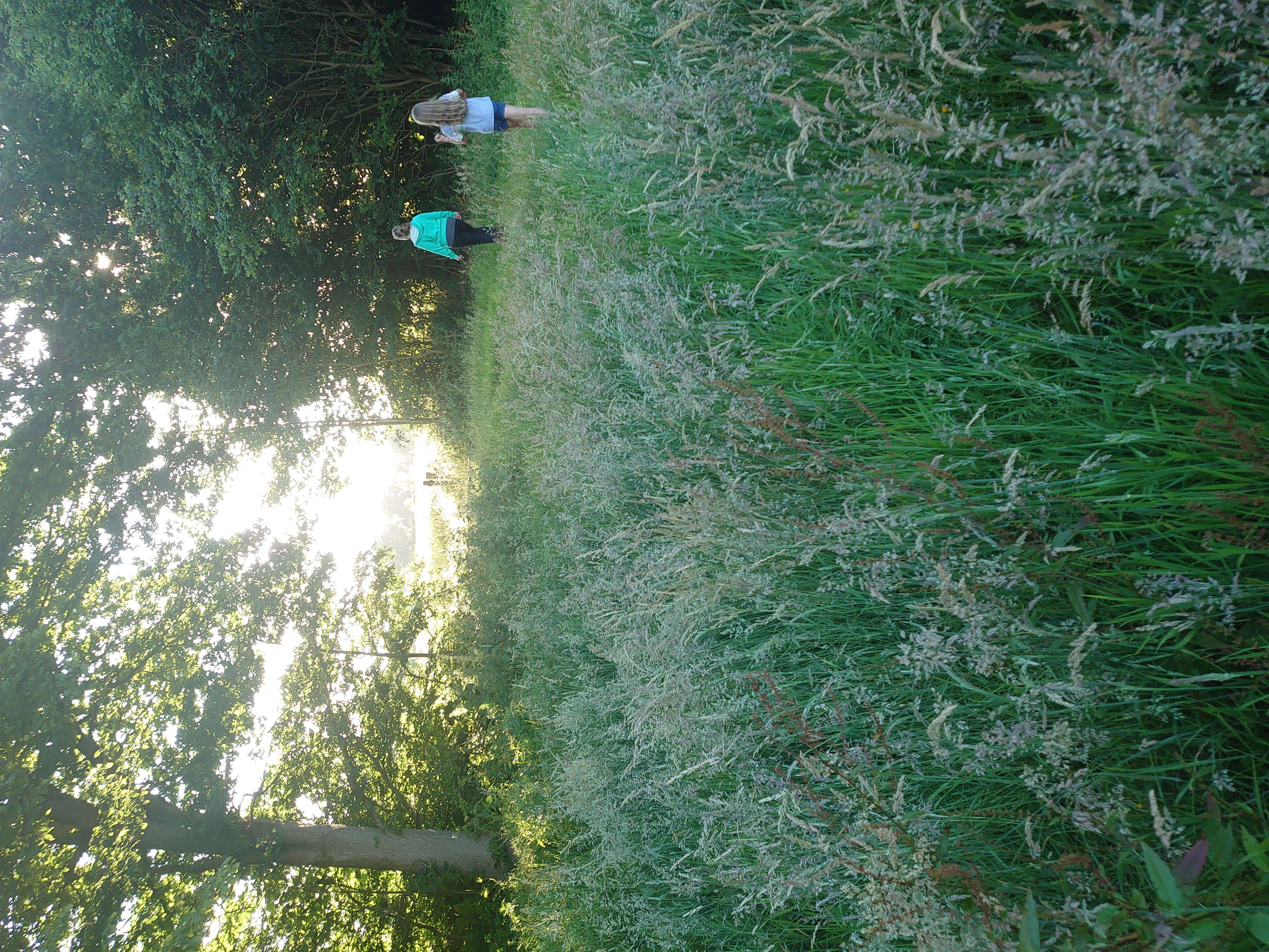 Grass and woodland at Little Chart, Bockhanger Farm