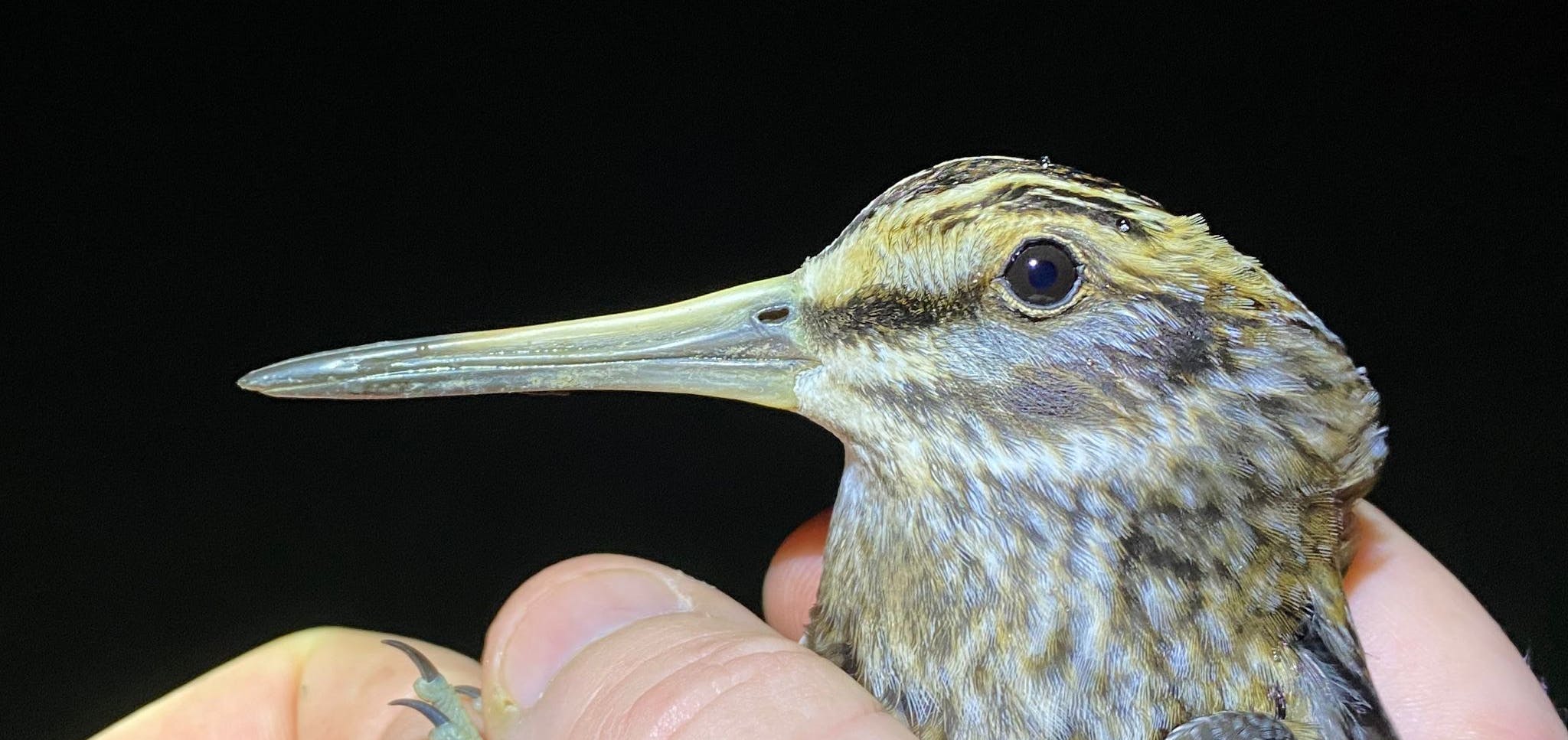 Jack Snipe bird