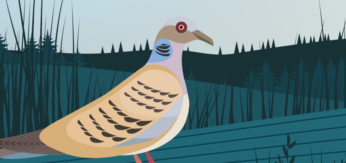 Illustration of a Pigeon