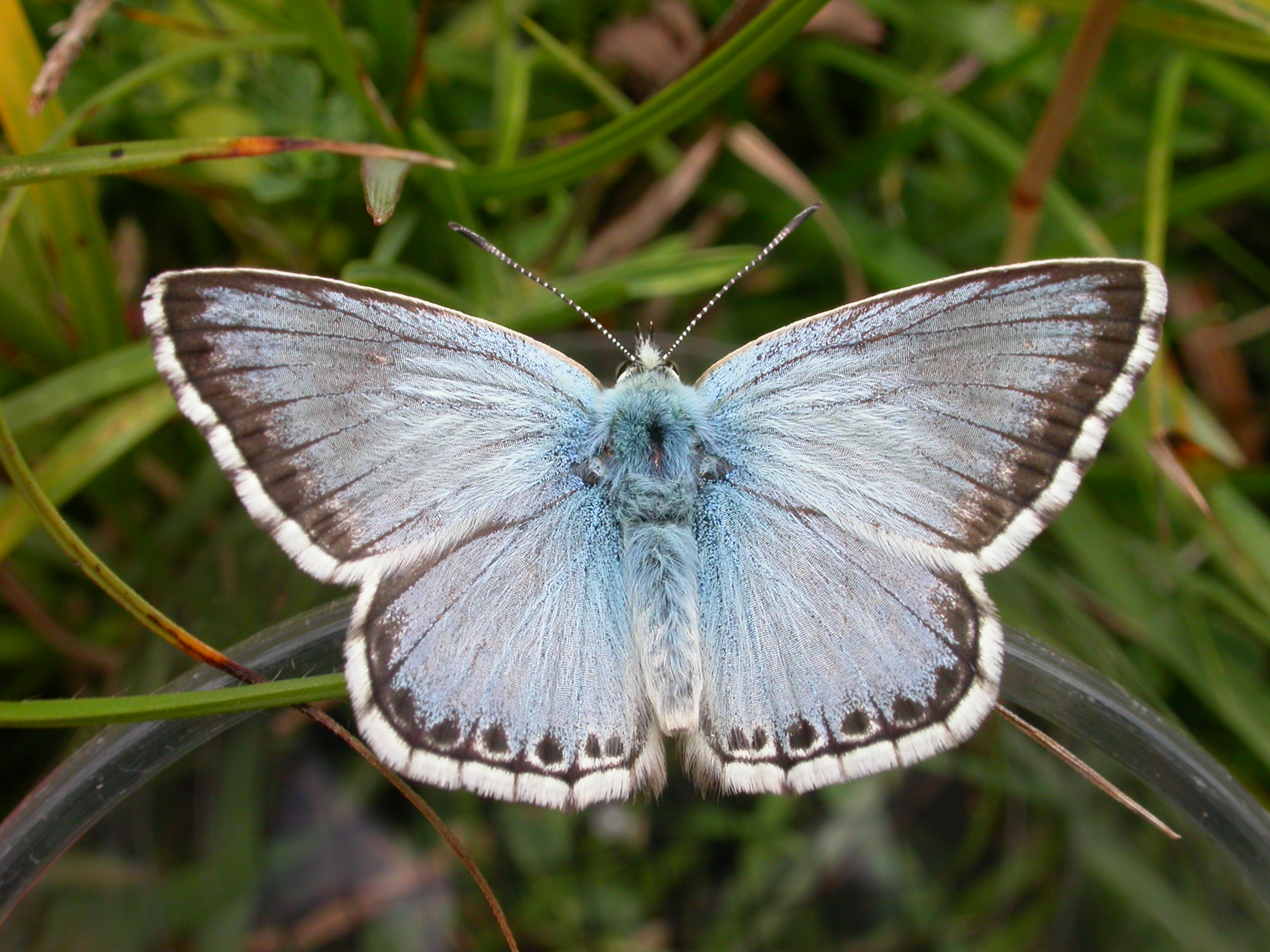 Chalkhill Blue