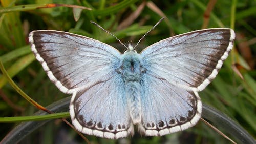 Chalkhill Blue