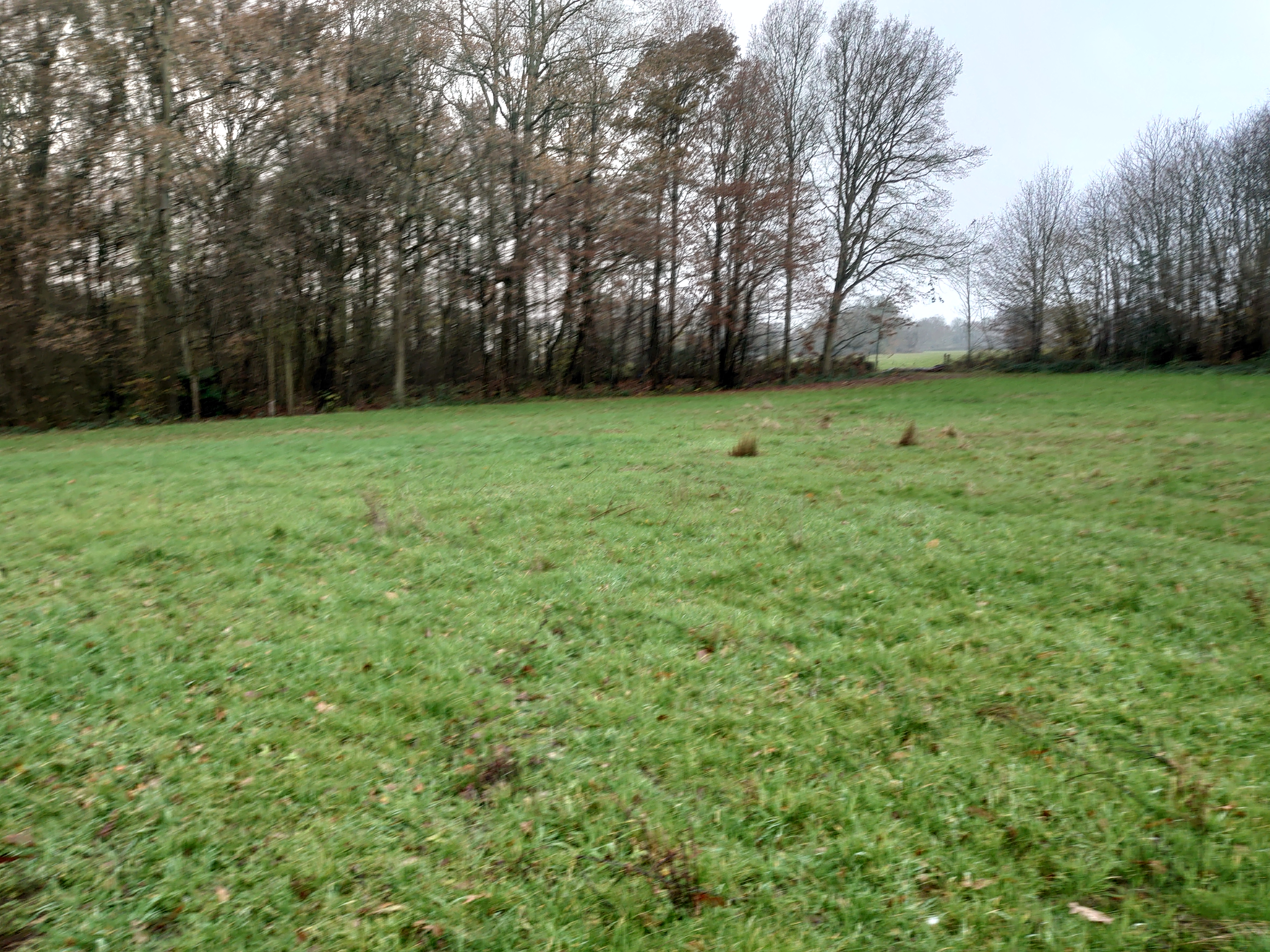 Grassland at Little Chart, Bockhanger Farm