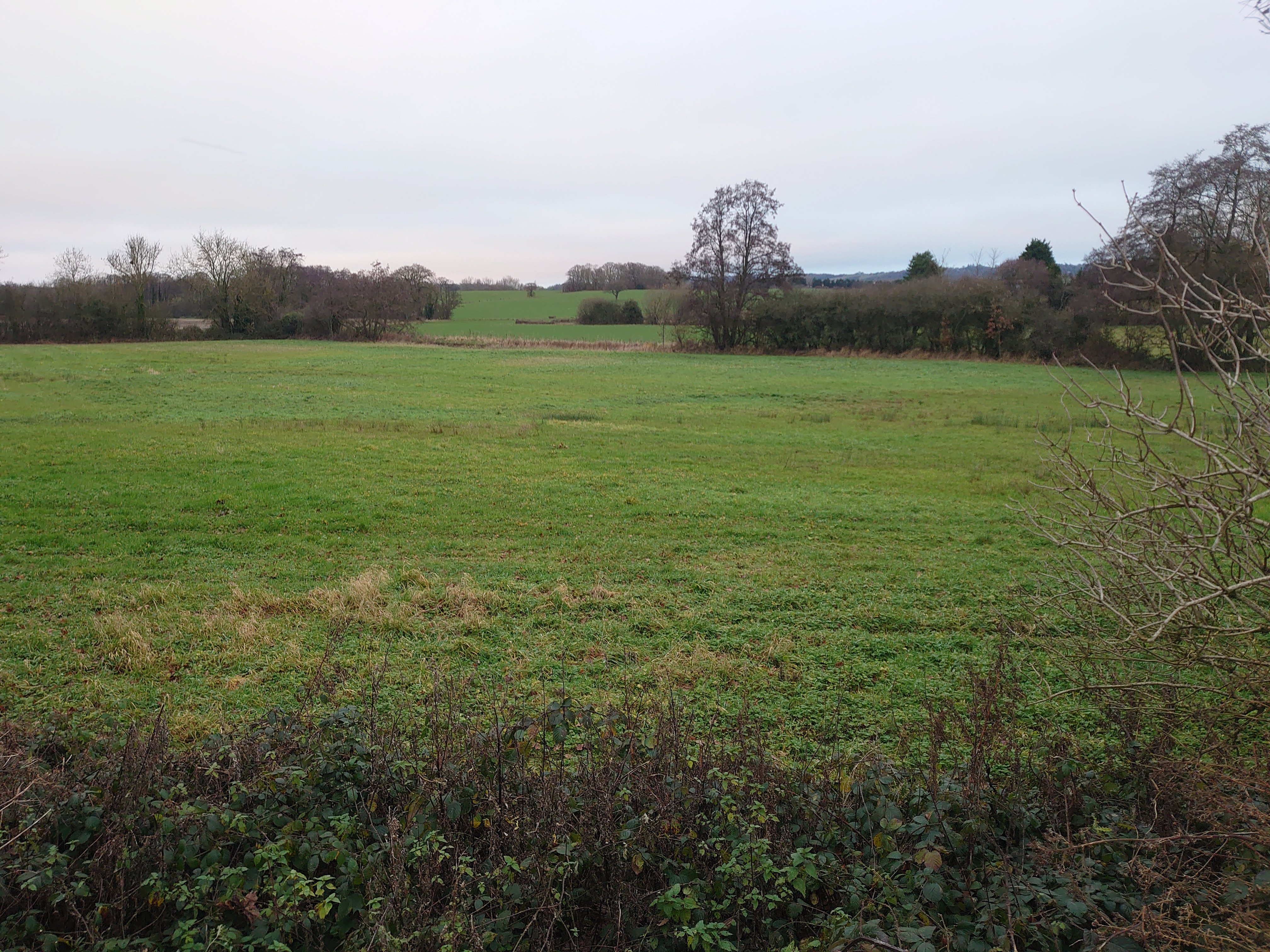 Grassland at Little Chart, Bockhanger Farm