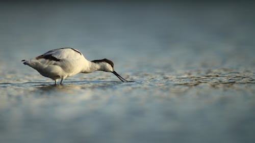 Avocet Feeding