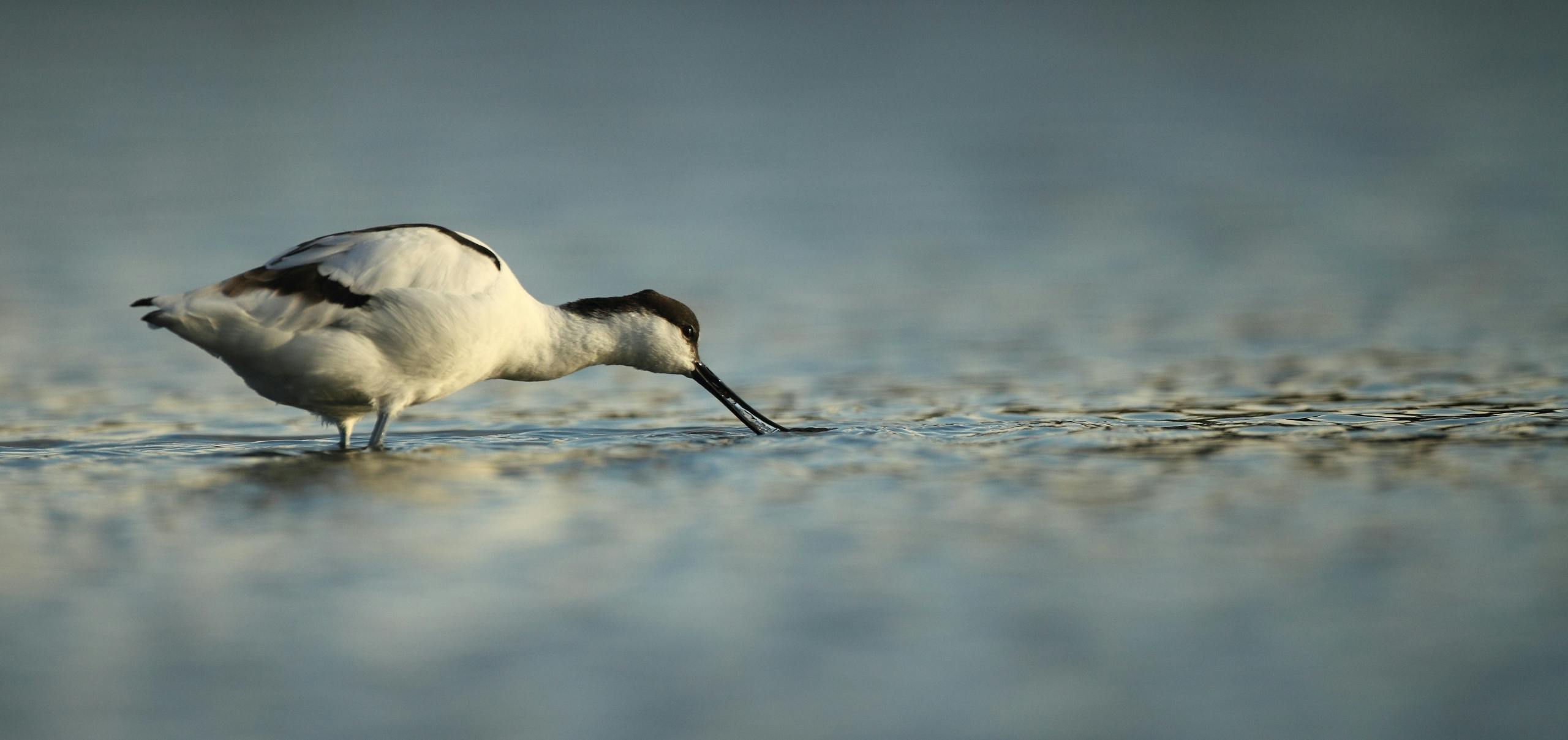 Avocet 