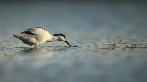A black and white Pied Avocet bird drinking water