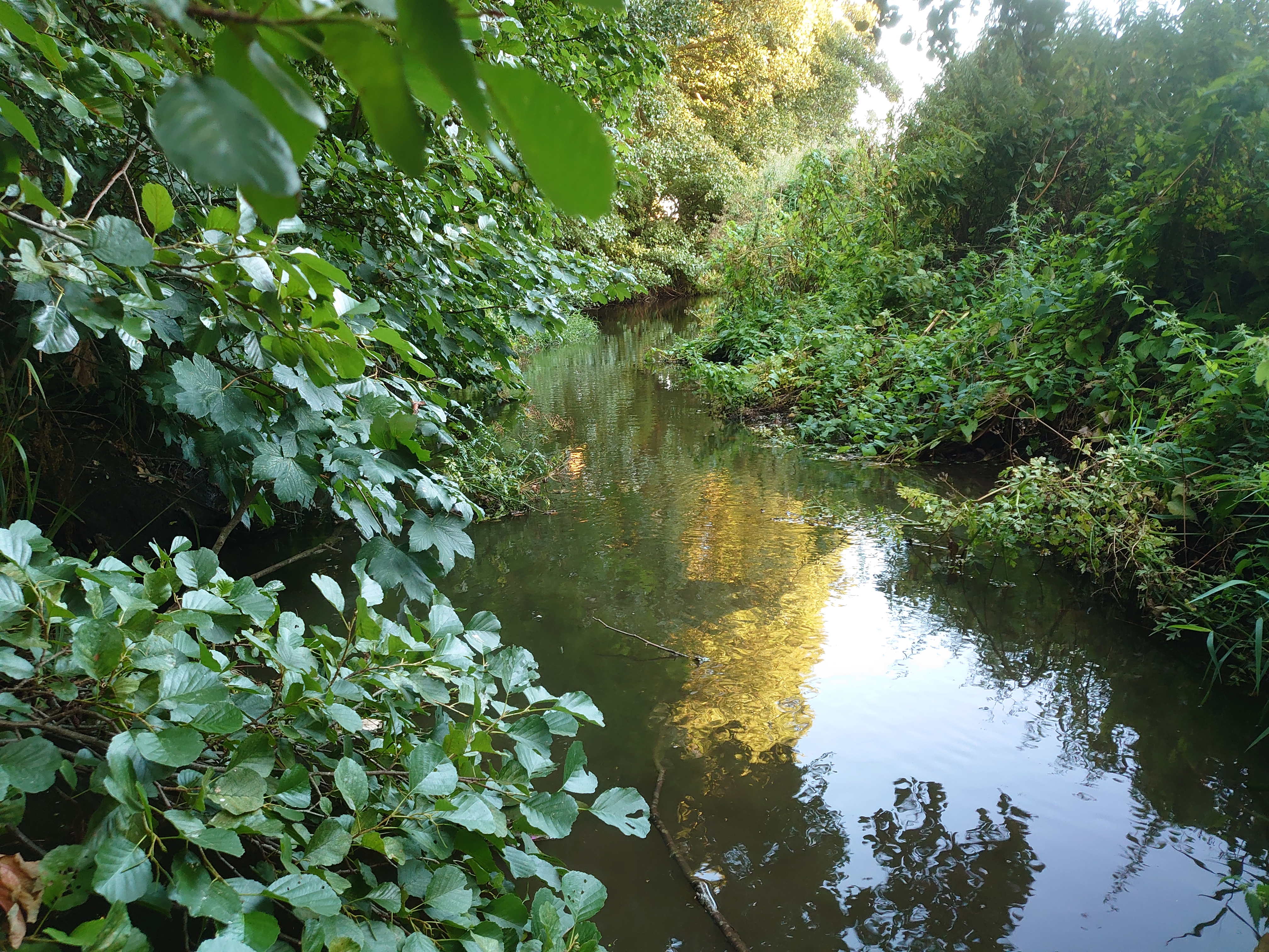 River Stour at Hothfield, Bockhanger Farm