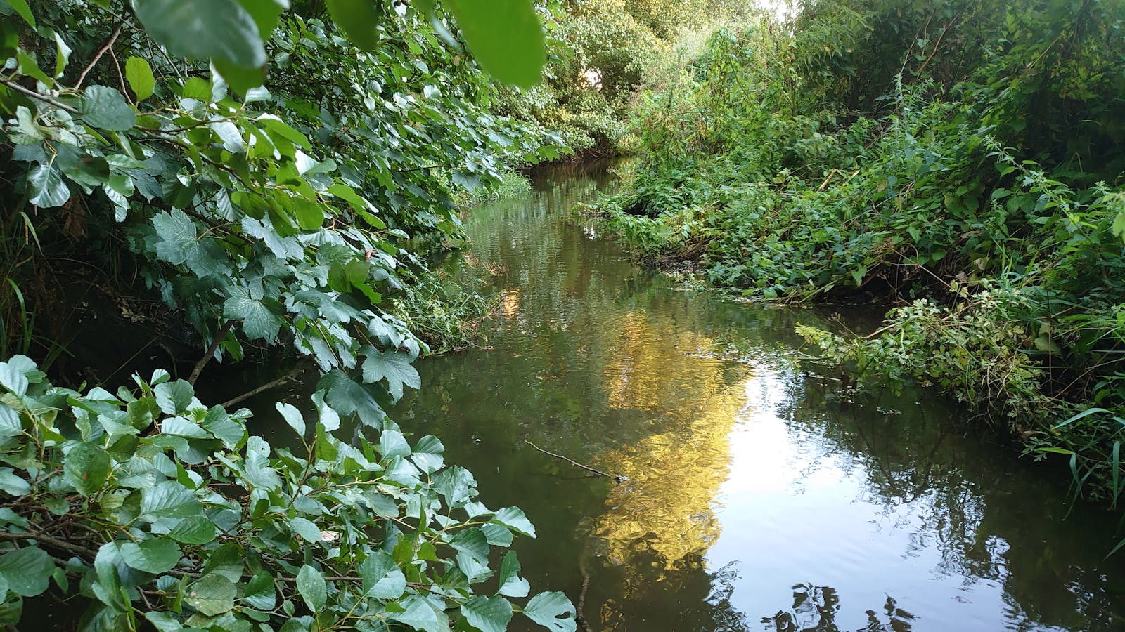 River Stour at Hothfield, Bockhanger Farm