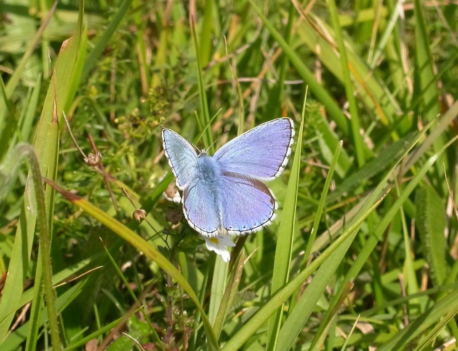 Adonis Blue butterfly